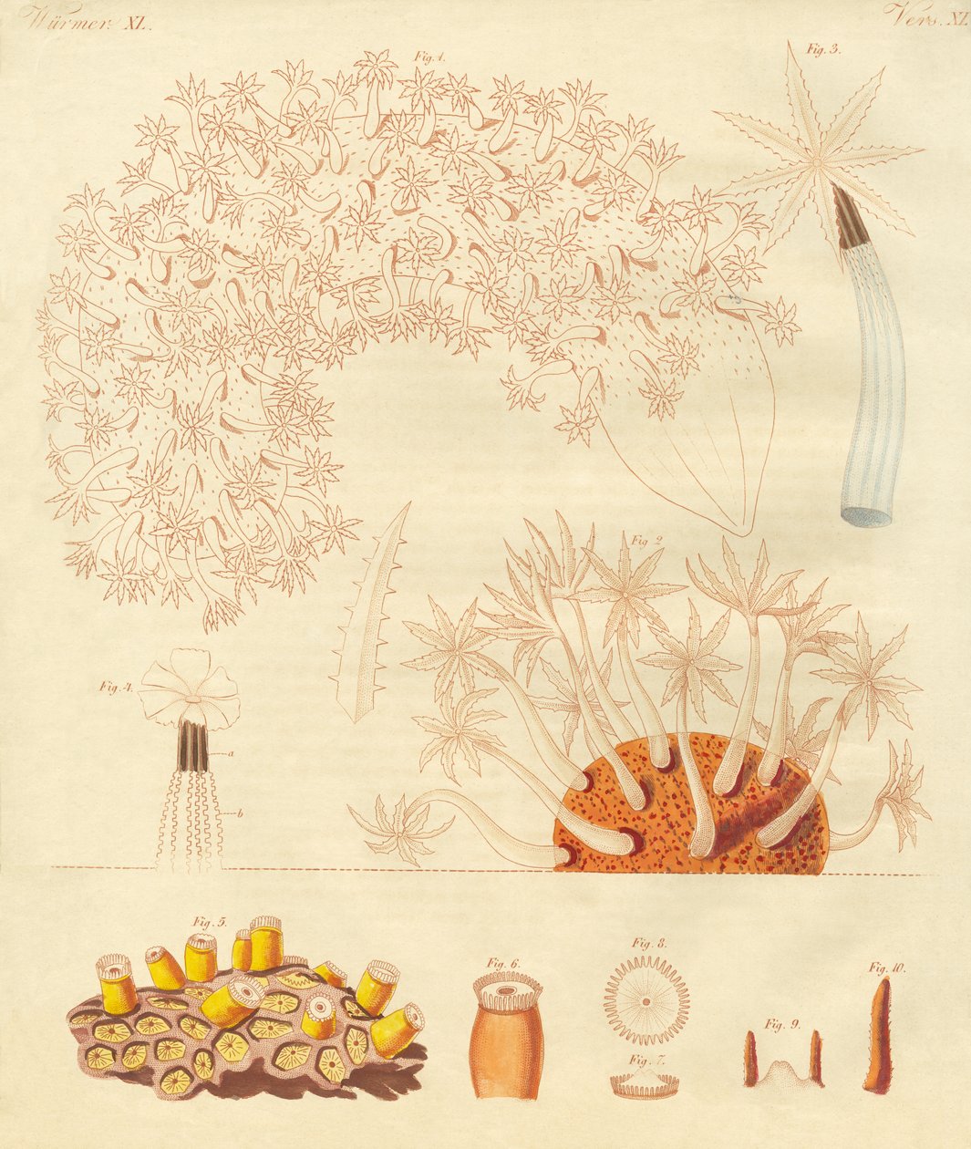 Garip solucanlar, zoofitler (renkli gravür) by German School