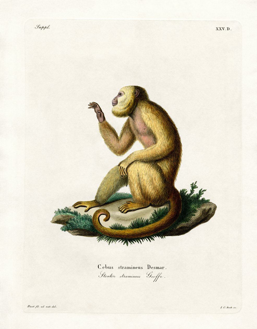Hasır renkli Howler (renkli gravür) by German School