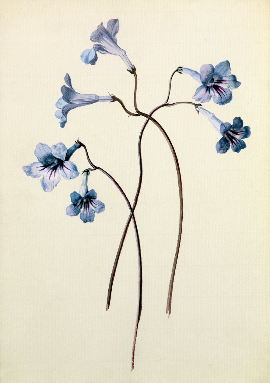 Streptocarpus, c.1790 (kağıt üzerinde wc) by German School