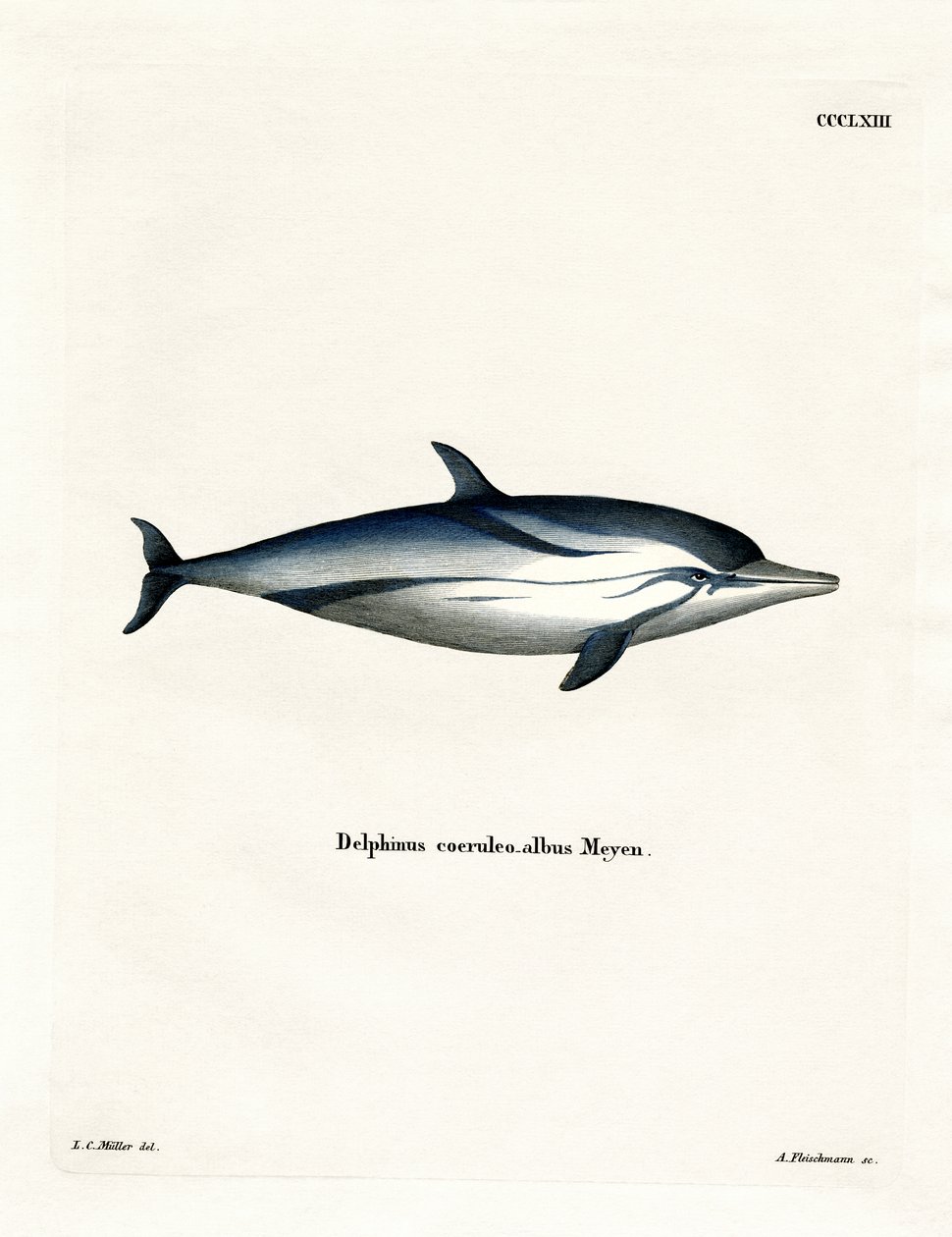 Çizgili Yunus (renkli gravür) by German School