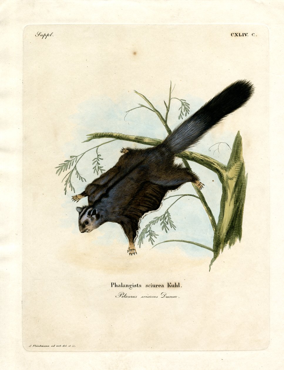 Şeker Sincap (renkli gravür) by German School