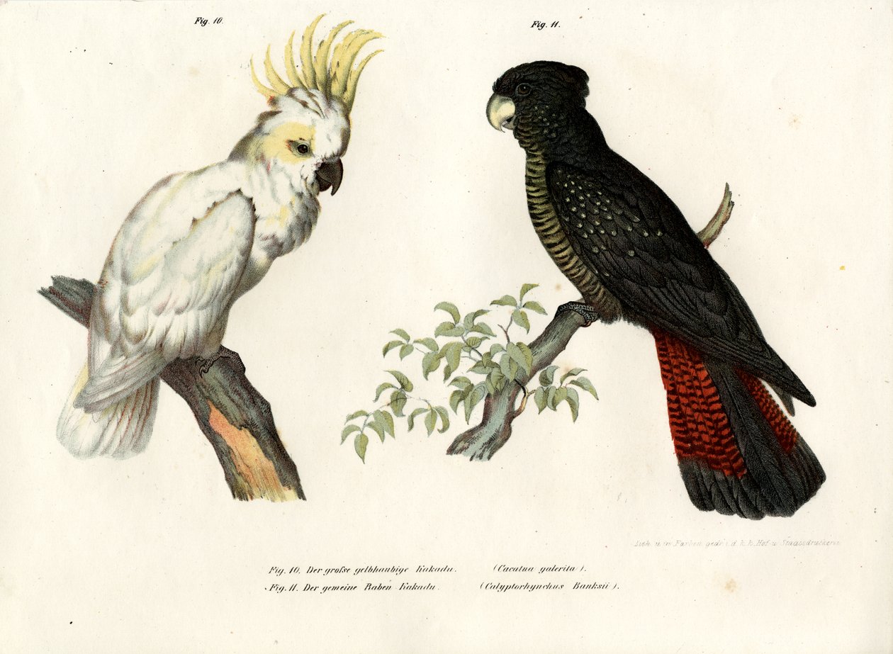Kükürt Tepeli Kakadu, 1864 by German School