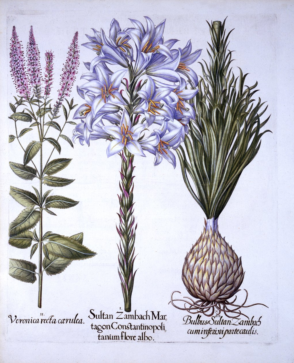 Sultan Zambach Zambak ve Ampul, Veronica, Hortus Eystettensis