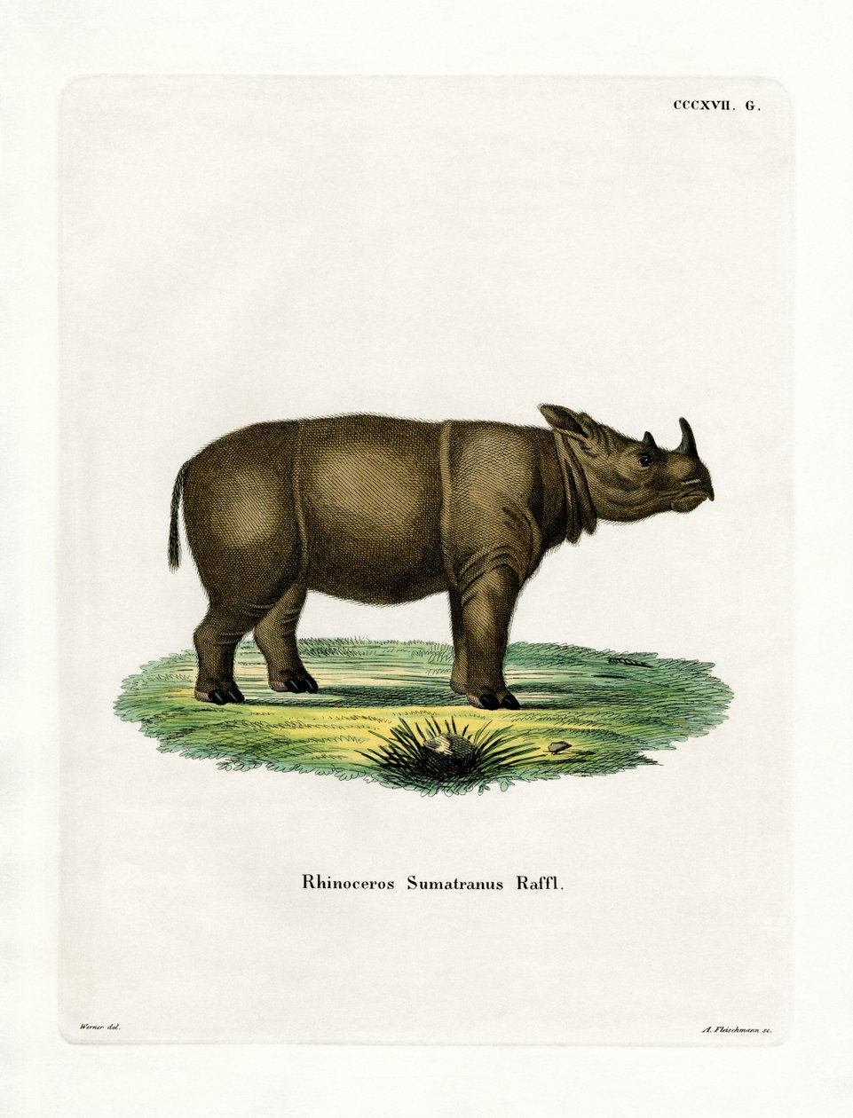 Sumatra Gergedanı (renkli gravür) by German School