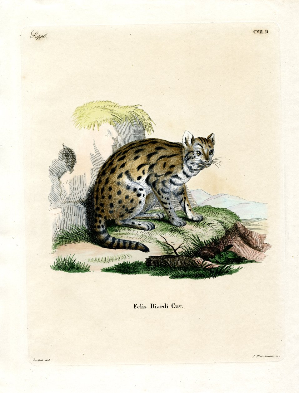 Sunda Bulutlu Leopar (renkli gravür) by German School
