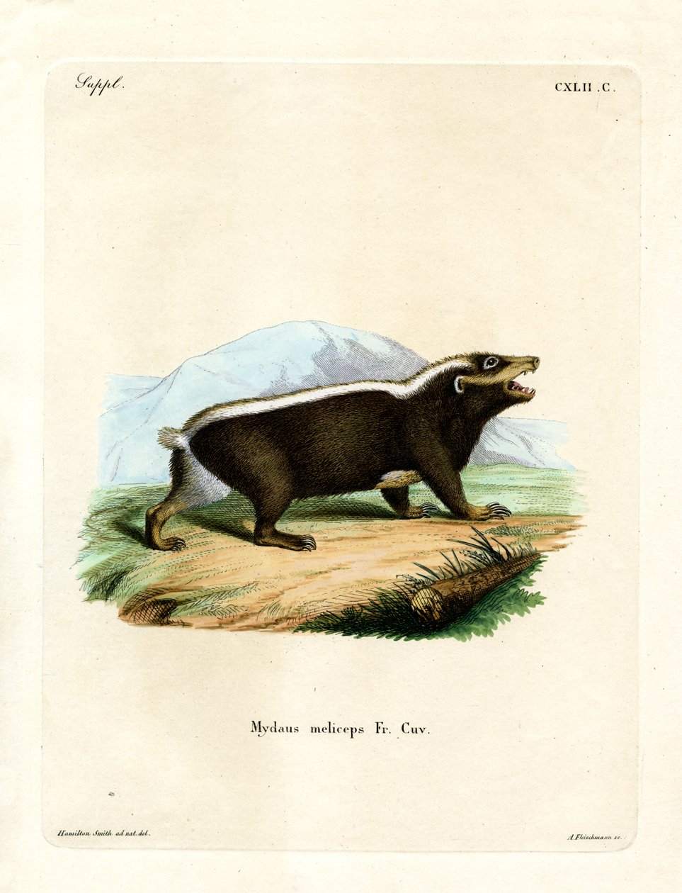 Sunda Stink Badger (renkli gravür) by German School