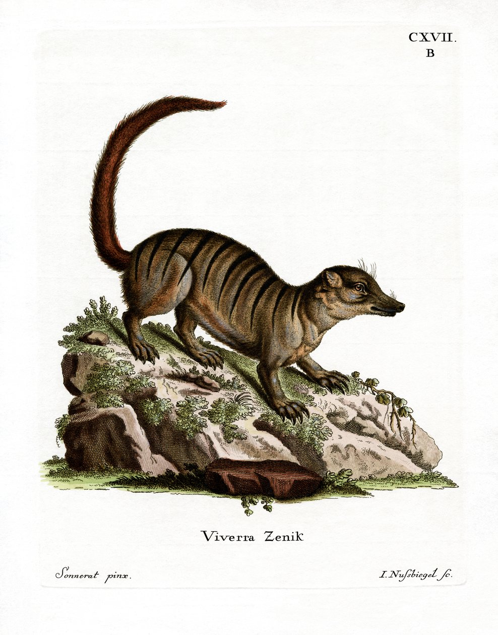 Surikat (renkli gravür) by German School