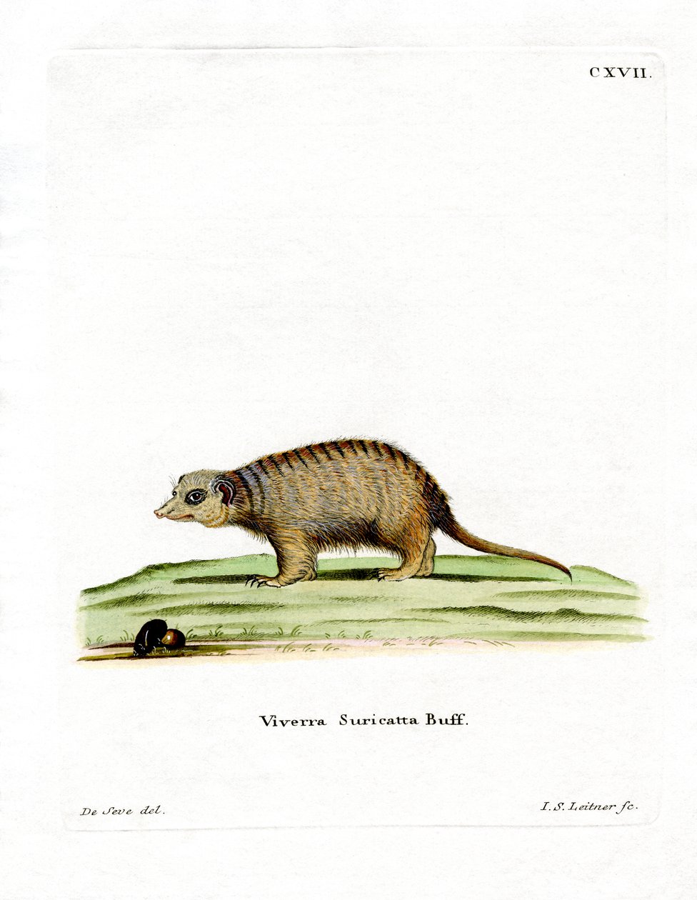 Surikat (renkli gravür) by German School