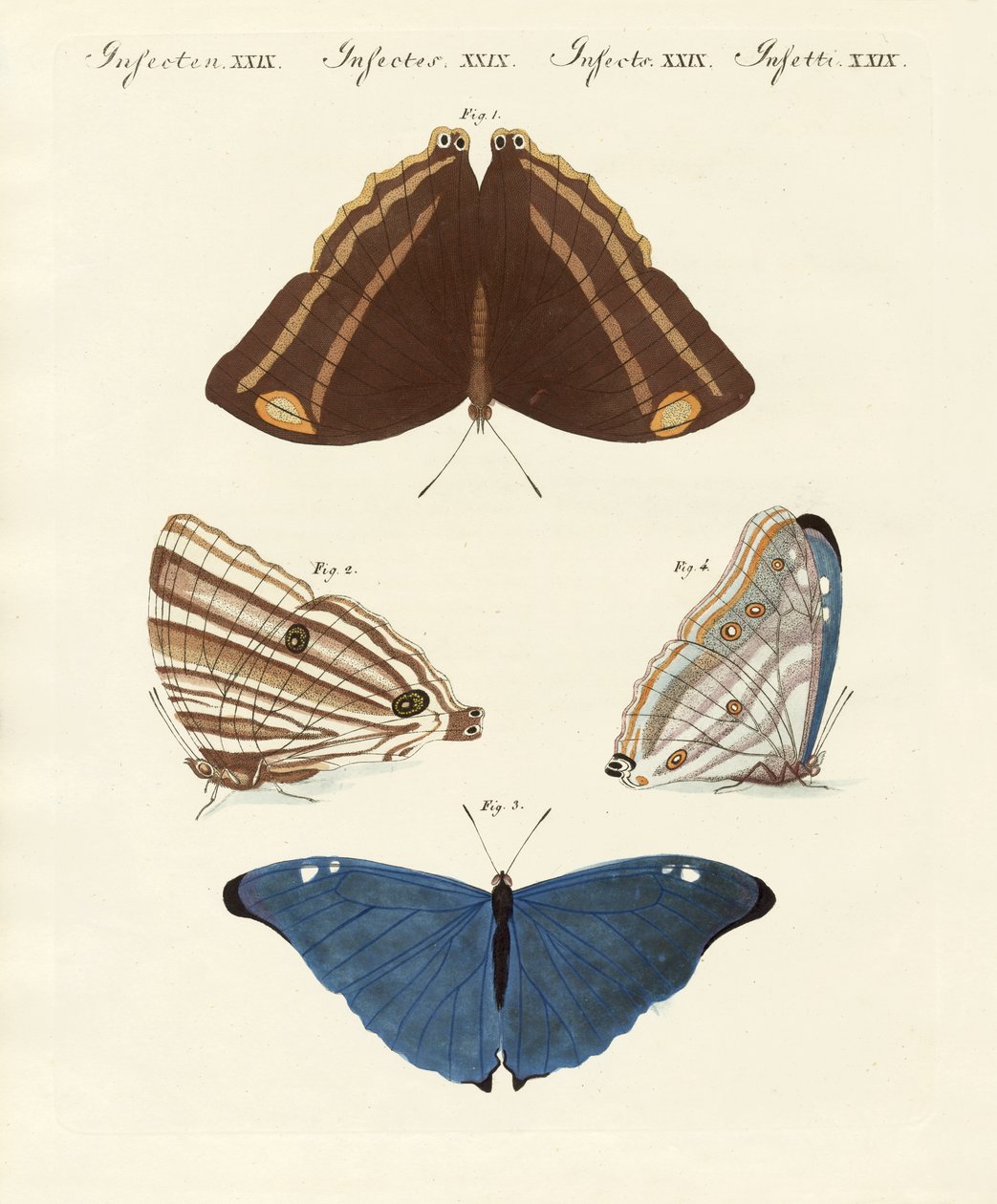 Surinam kelebekleri by German School