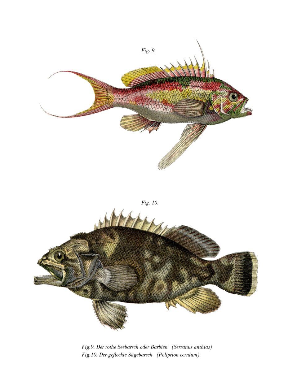 Swallowtail Seaperch (renkli lito) by German School