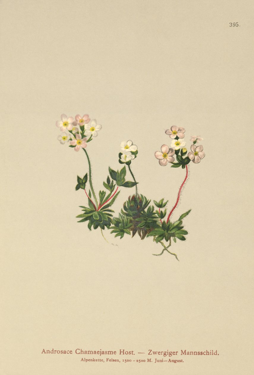 Sweetflower Rockyasemin (Androsace Chamaejasme) by German School