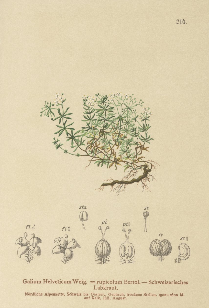 İsviçre Bedstraw (İsviçre Galium, Galium rupicolum, Galium megalospermum) by German School