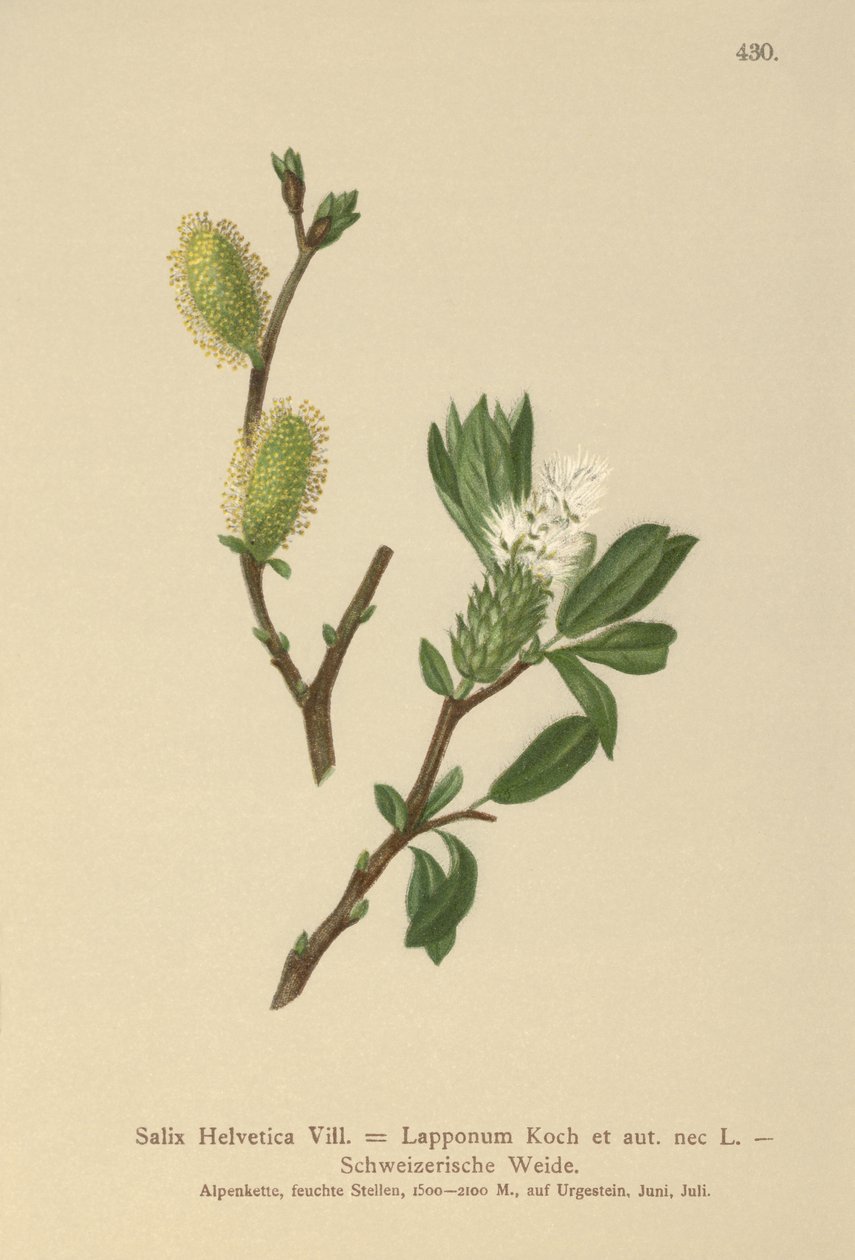 İsviçre Söğüt (Salix Helvetica, Salix Lapponum) by German School