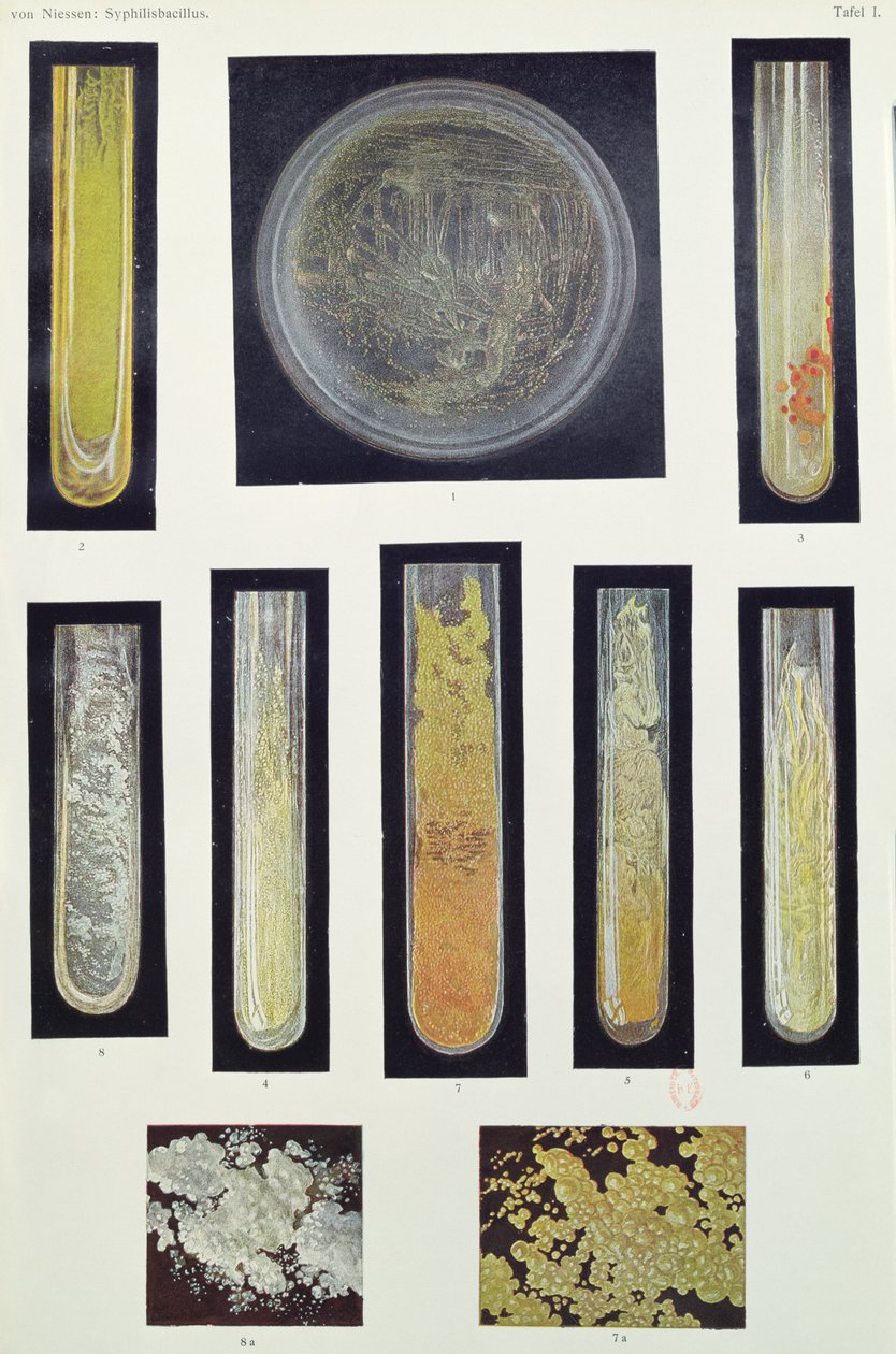 Frengi Bacillus, Max von Niessen