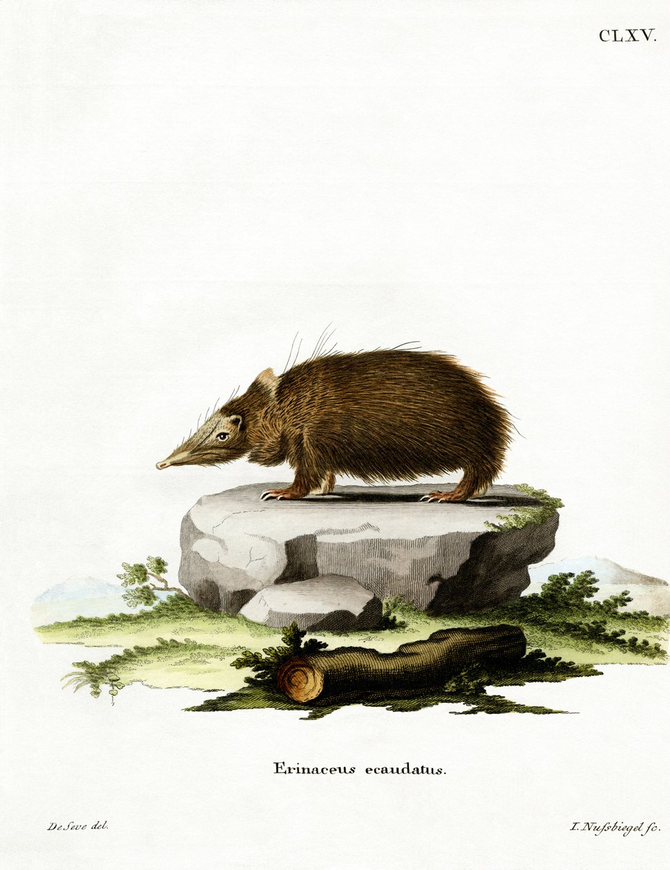 Kuyruksuz Tenrec (renkli gravür) by German School