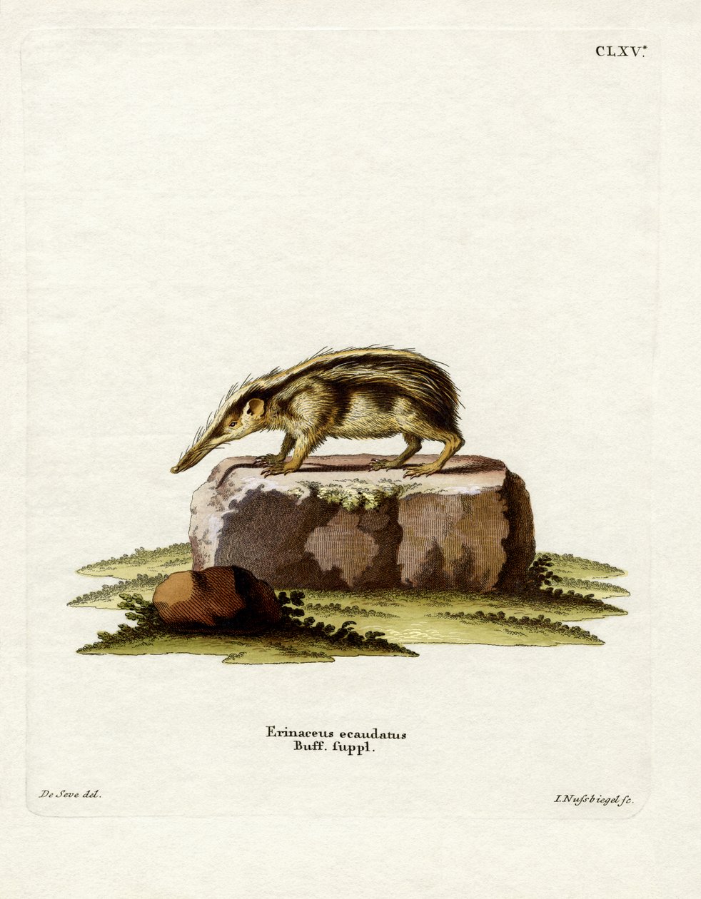 Kuyruksuz Tenrec (renkli gravür) by German School