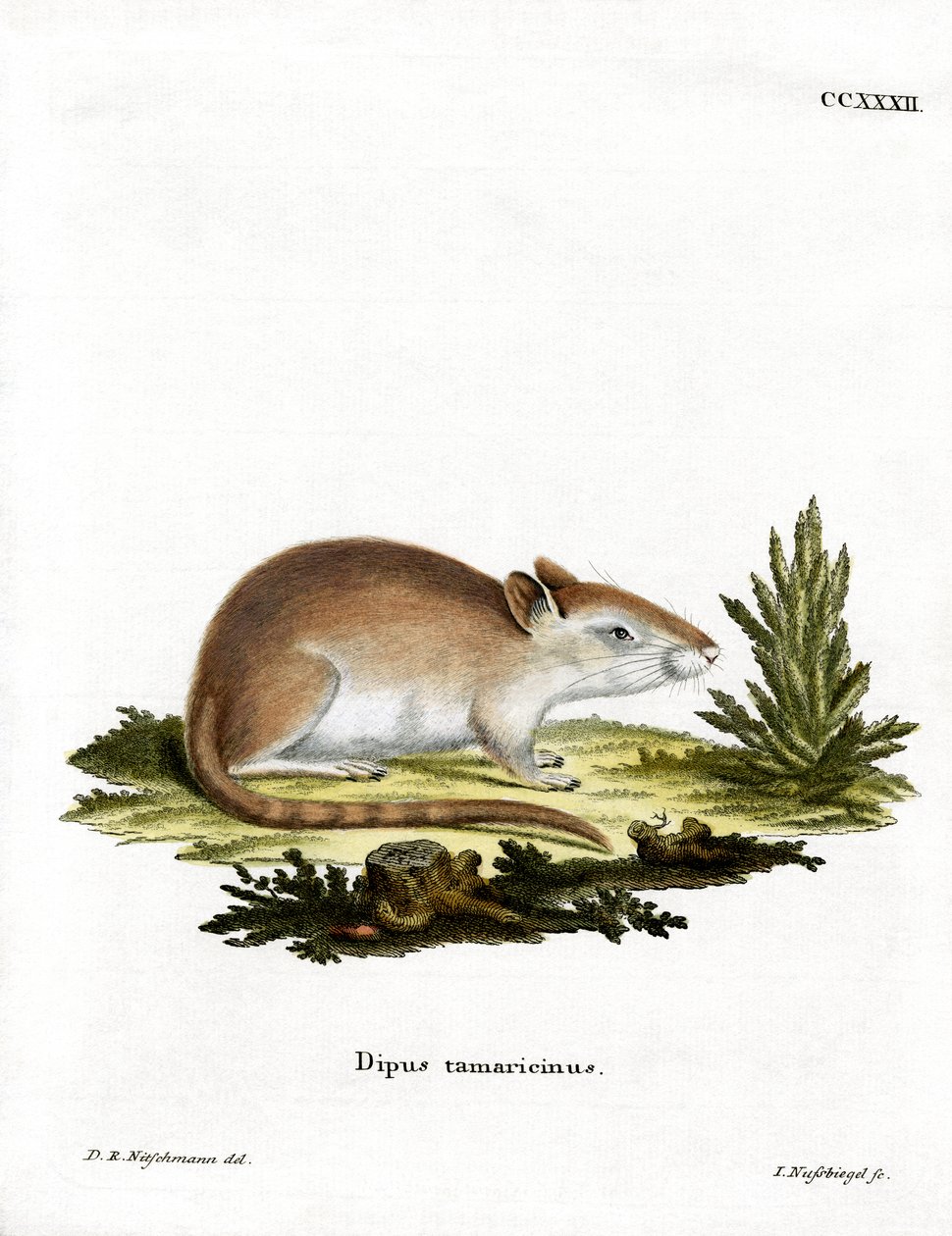 Tamarisk Jird (renkli gravür) by German School