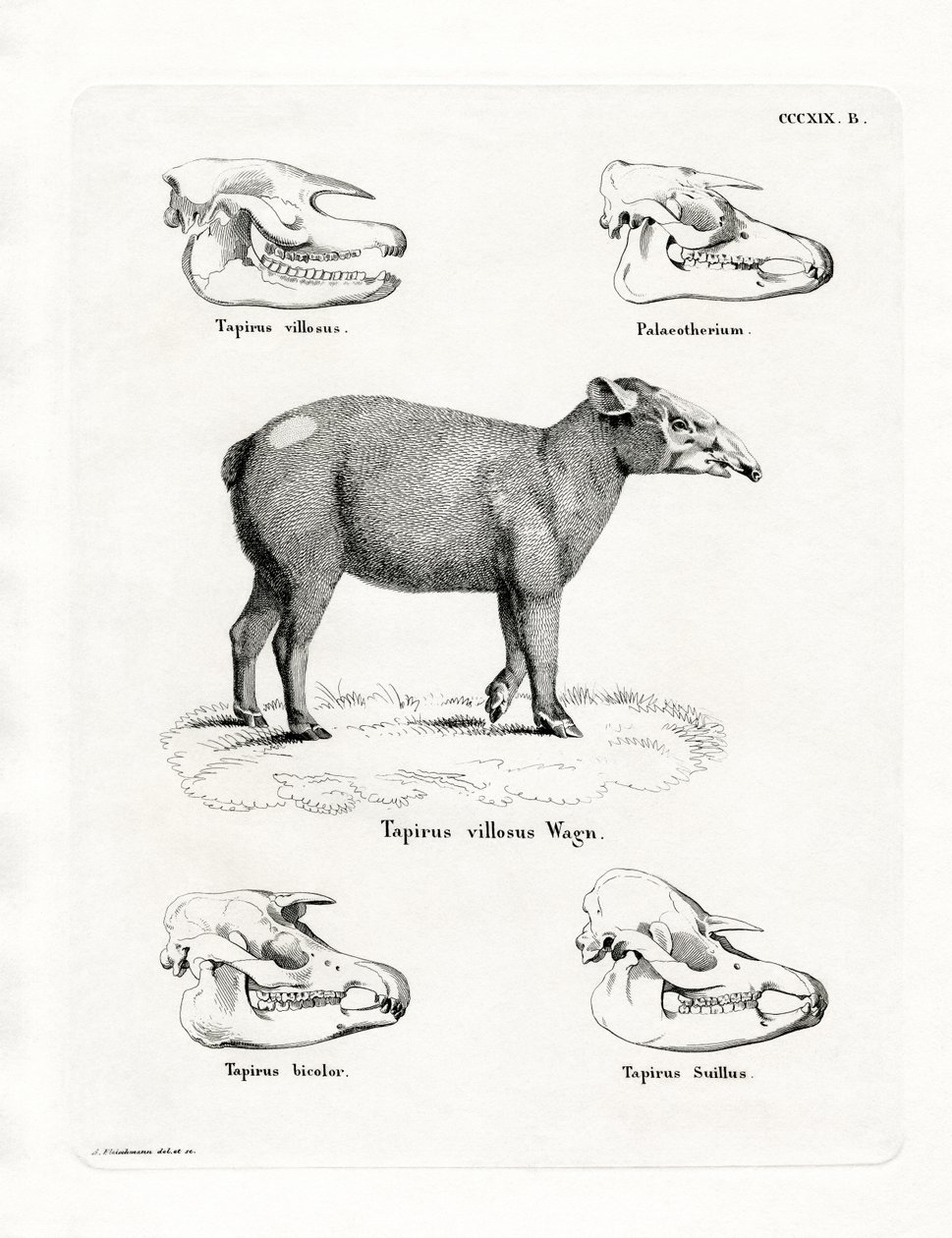 Tapir Kafatasları (renkli gravür) by German School