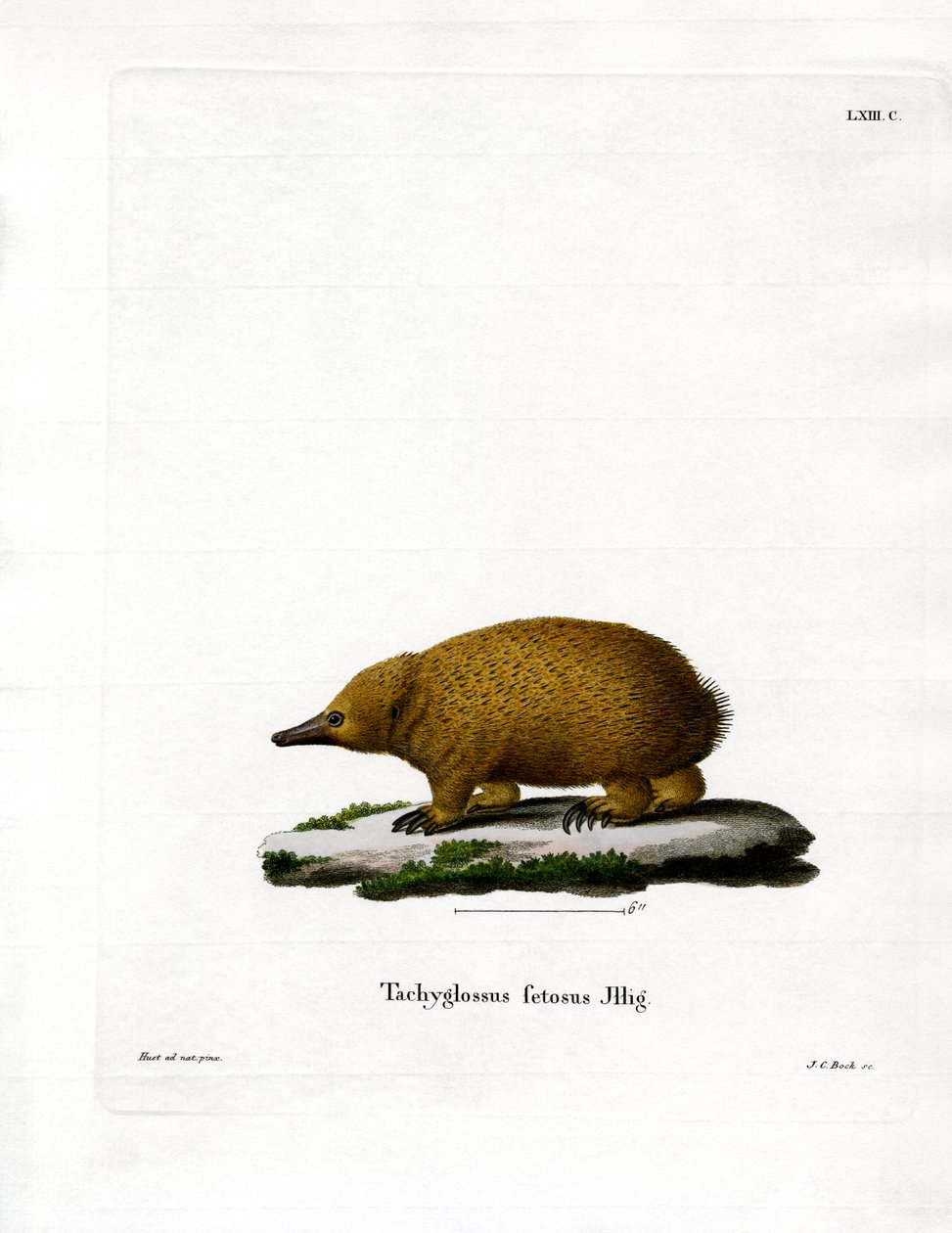 Tazmanya Kısa Gagalı Echidna (renkli gravür) by German School