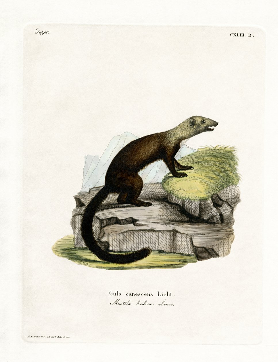 Tayra (renkli gravür) by German School