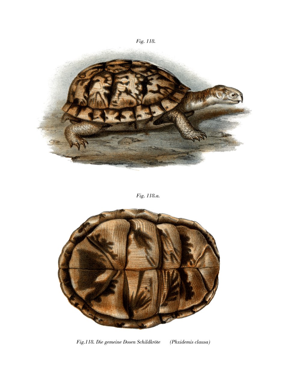 Terrapin (renkli taş) by German School