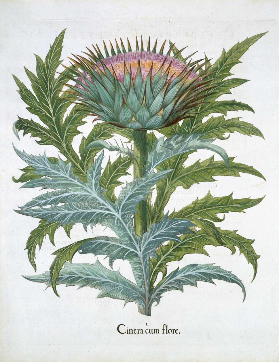 The Cardoon, from Hortus Eystettensis