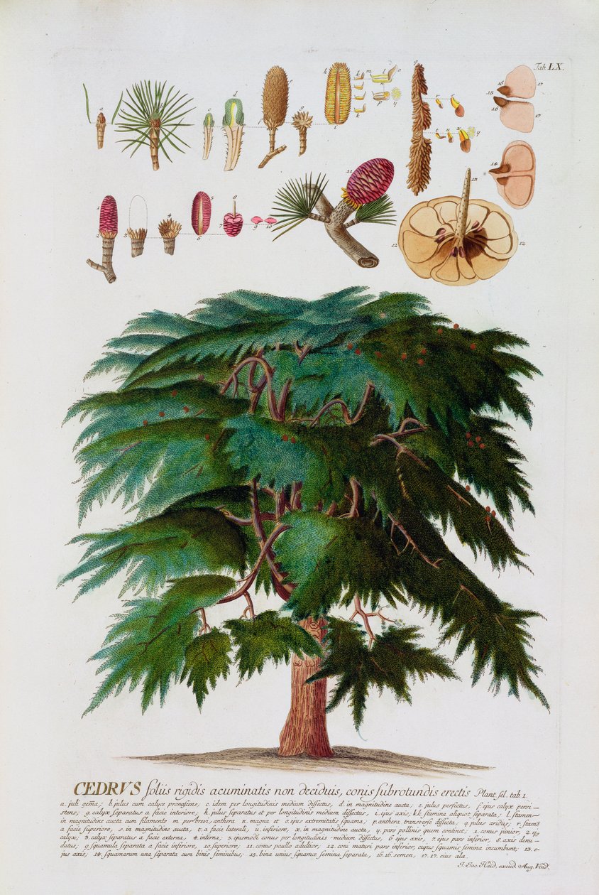 Johann Jakob Haid (1704-67) tarafından bir botanik kitaptan 60 numaralı plakaya oyulmuş Sedir, pub. Augustus Vind tarafından by German School