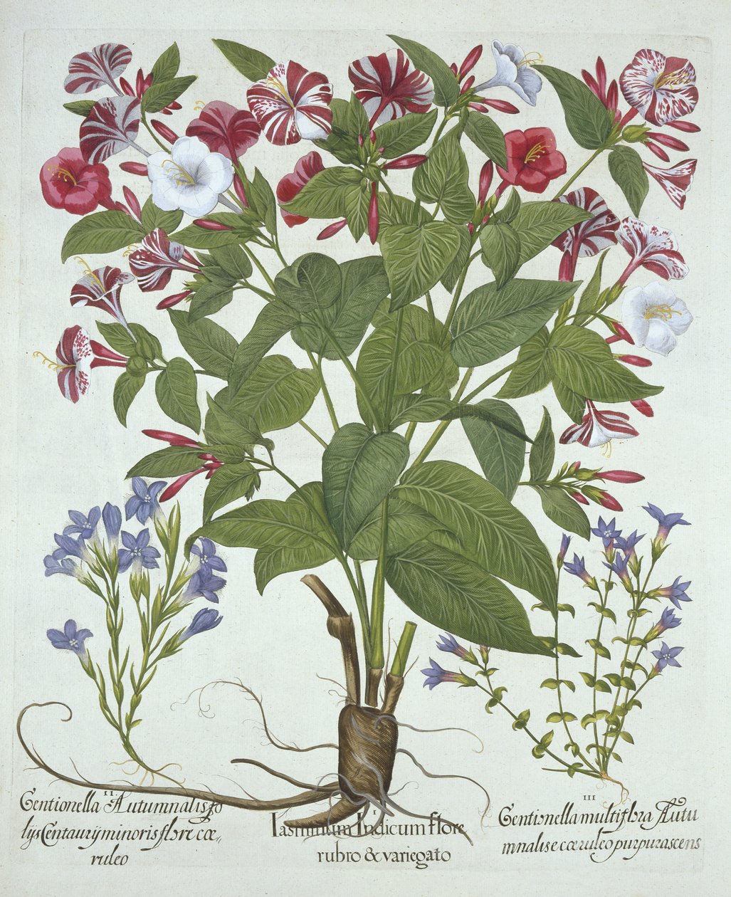 The Marvel of Peru ve Two Varieties of Gentian, Hortus Eystettensis
