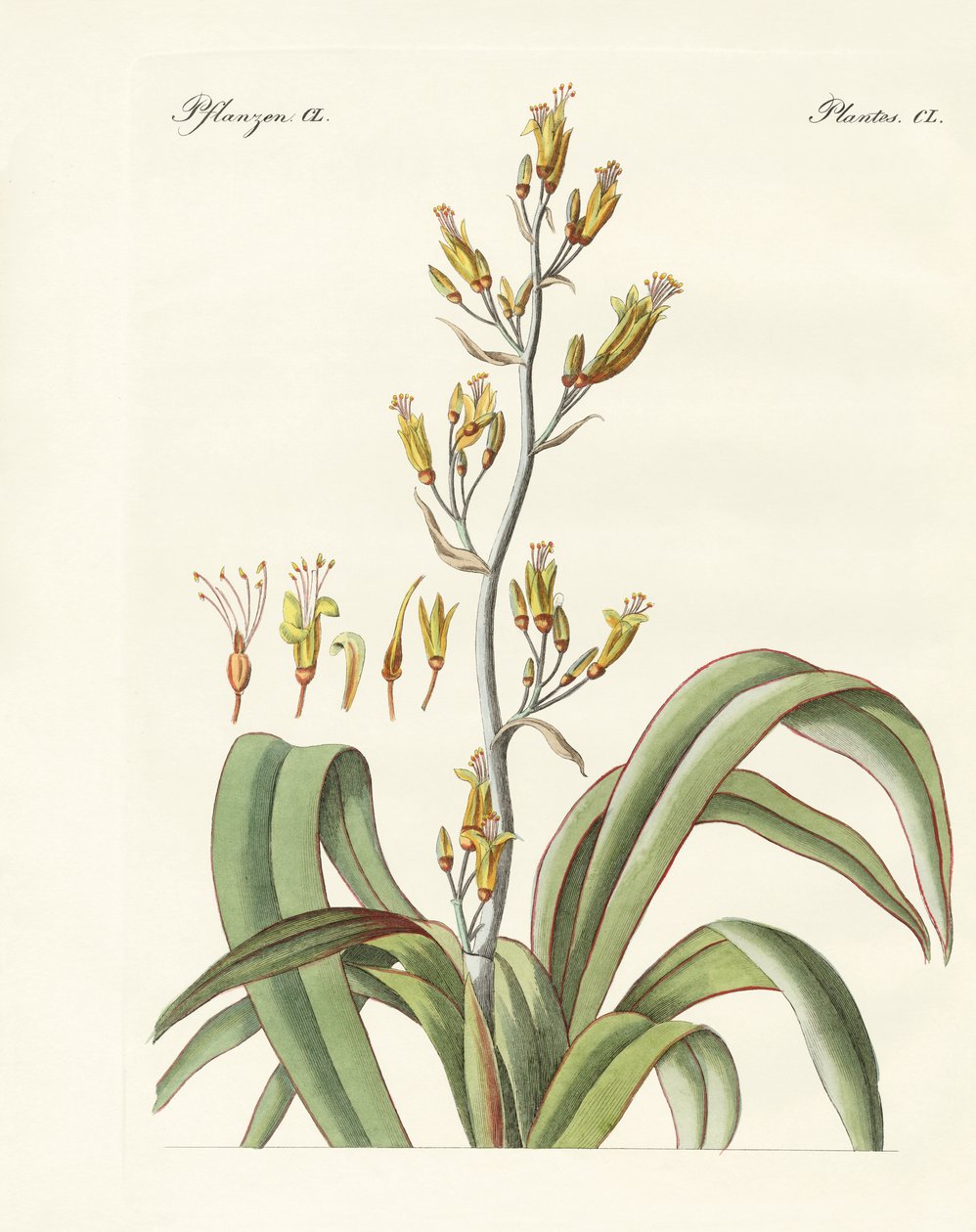 Yeni Zelanda keteni (renkli gravür) by German School