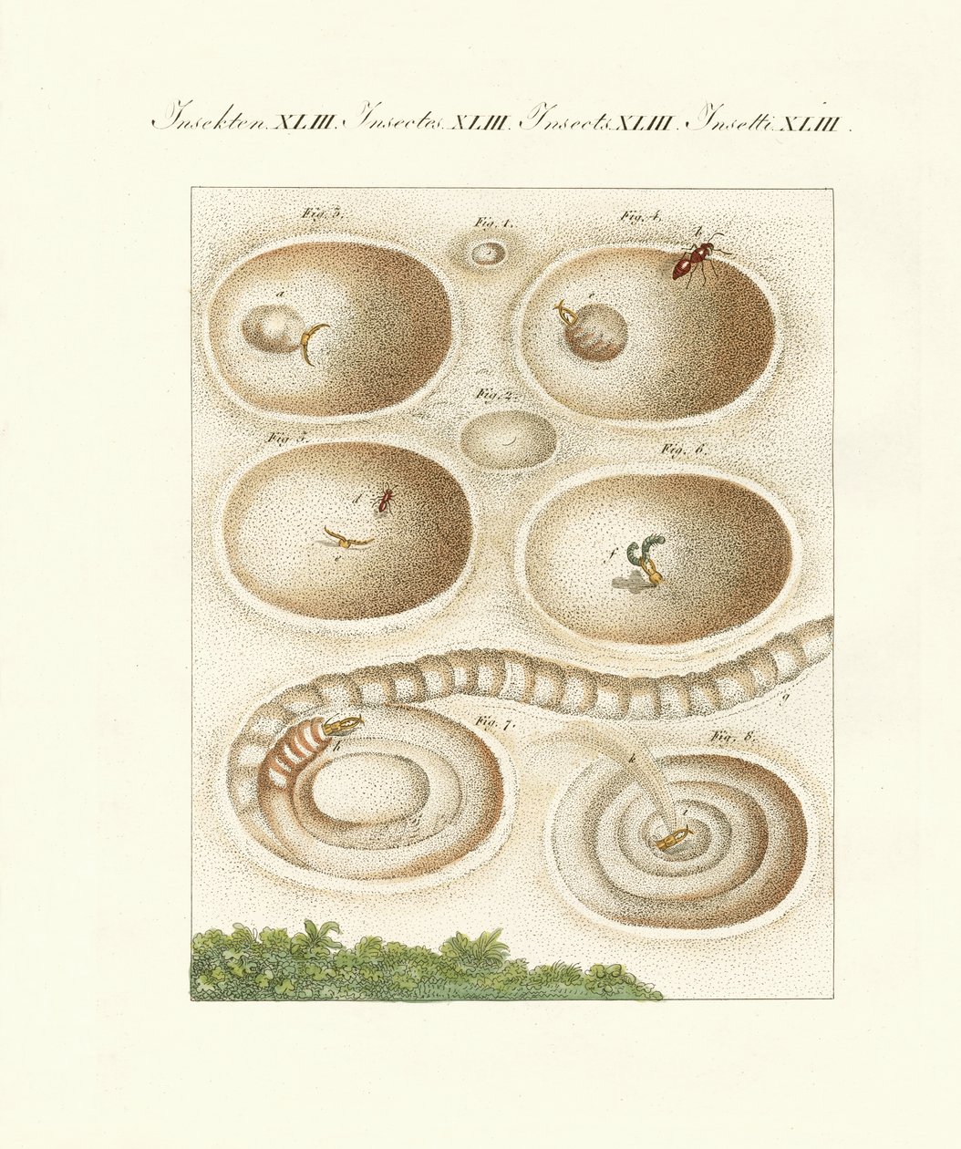 Av mağarasındaki karınca-aslan (renkli gravür) by German School