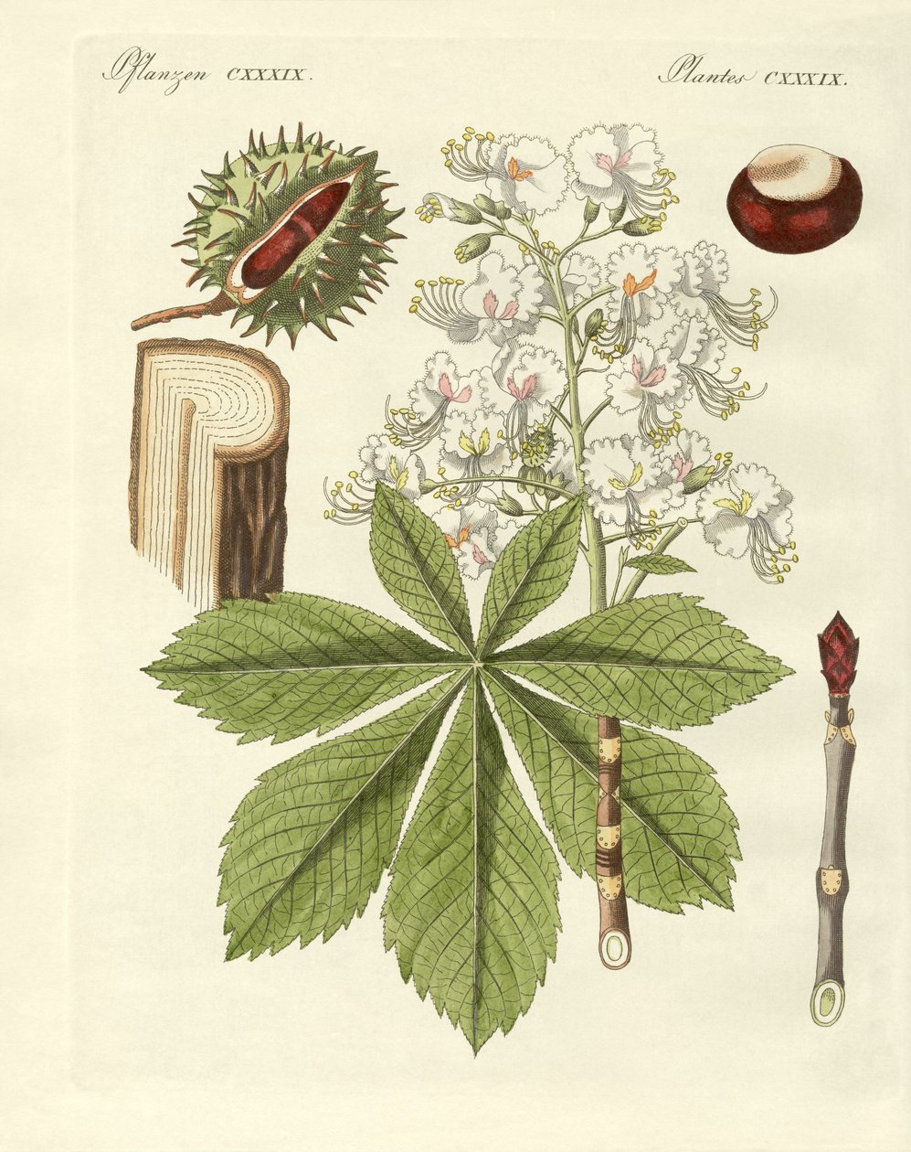 buckeyes ağacı by German School