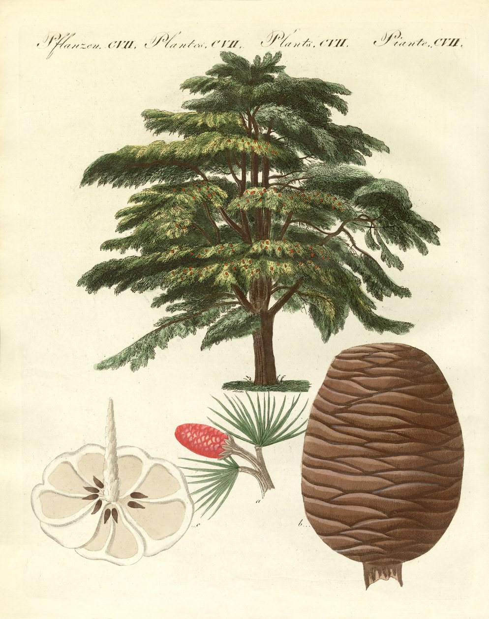 Lübnan sediri (renkli gravür) by German School