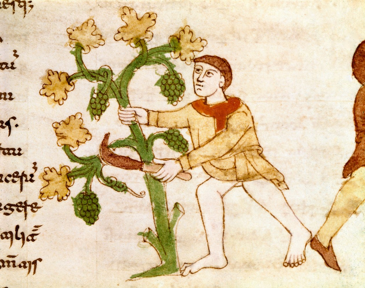 Hasat sırasında üzüm koleksiyonu Rabanus Maurus Magnentius (veya Raban Maur veya Rabano Mauro) tarafından "" De Universo" (veya De rerum naturis (Of the Nature of Things)) (kod. 132) el yazmasından alınan Minyatür (yak. 780-856). 9. yüzyıl. M Arşivi by German School
