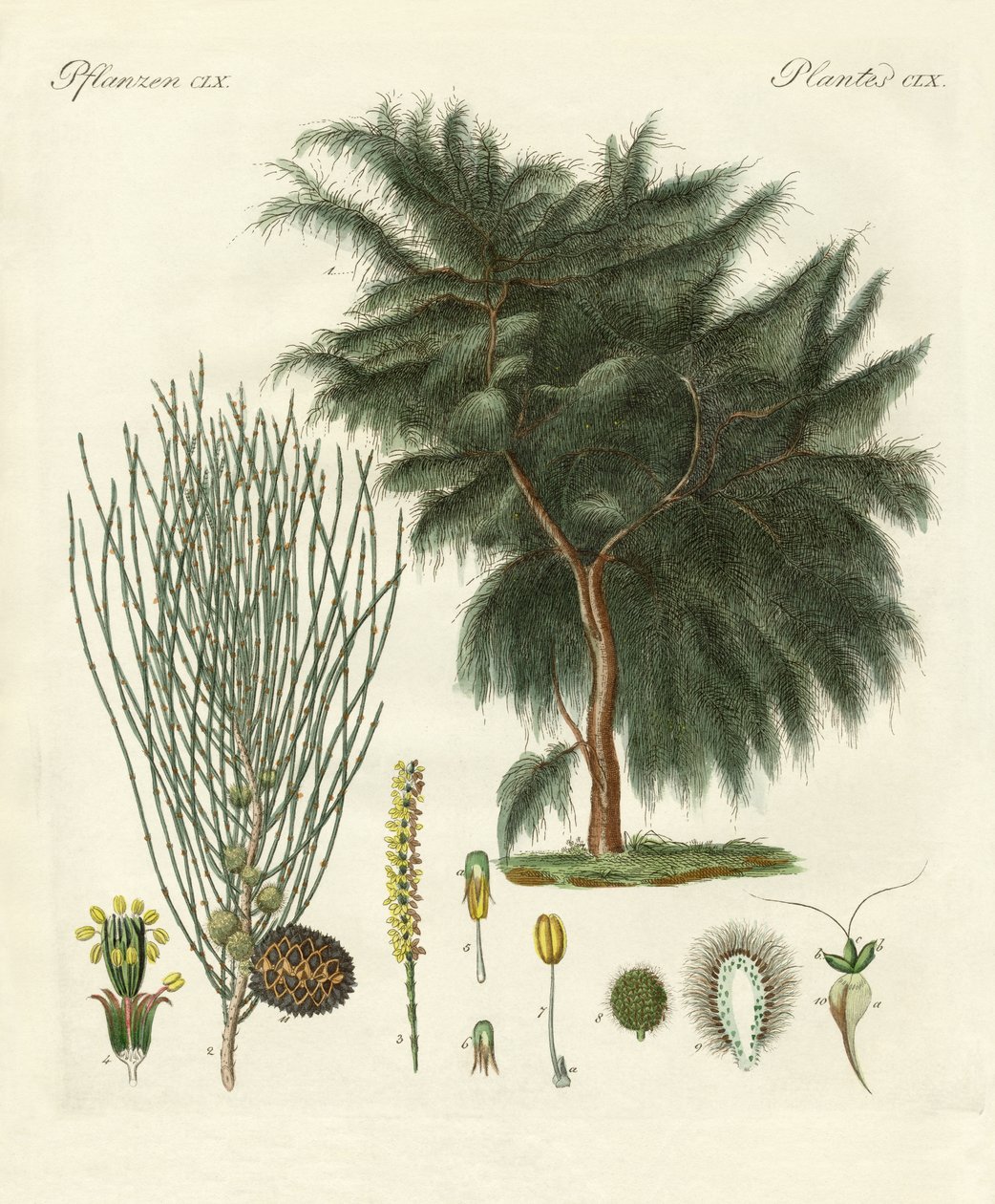 Dört kanatlı casuarina (renkli gravür) by German School