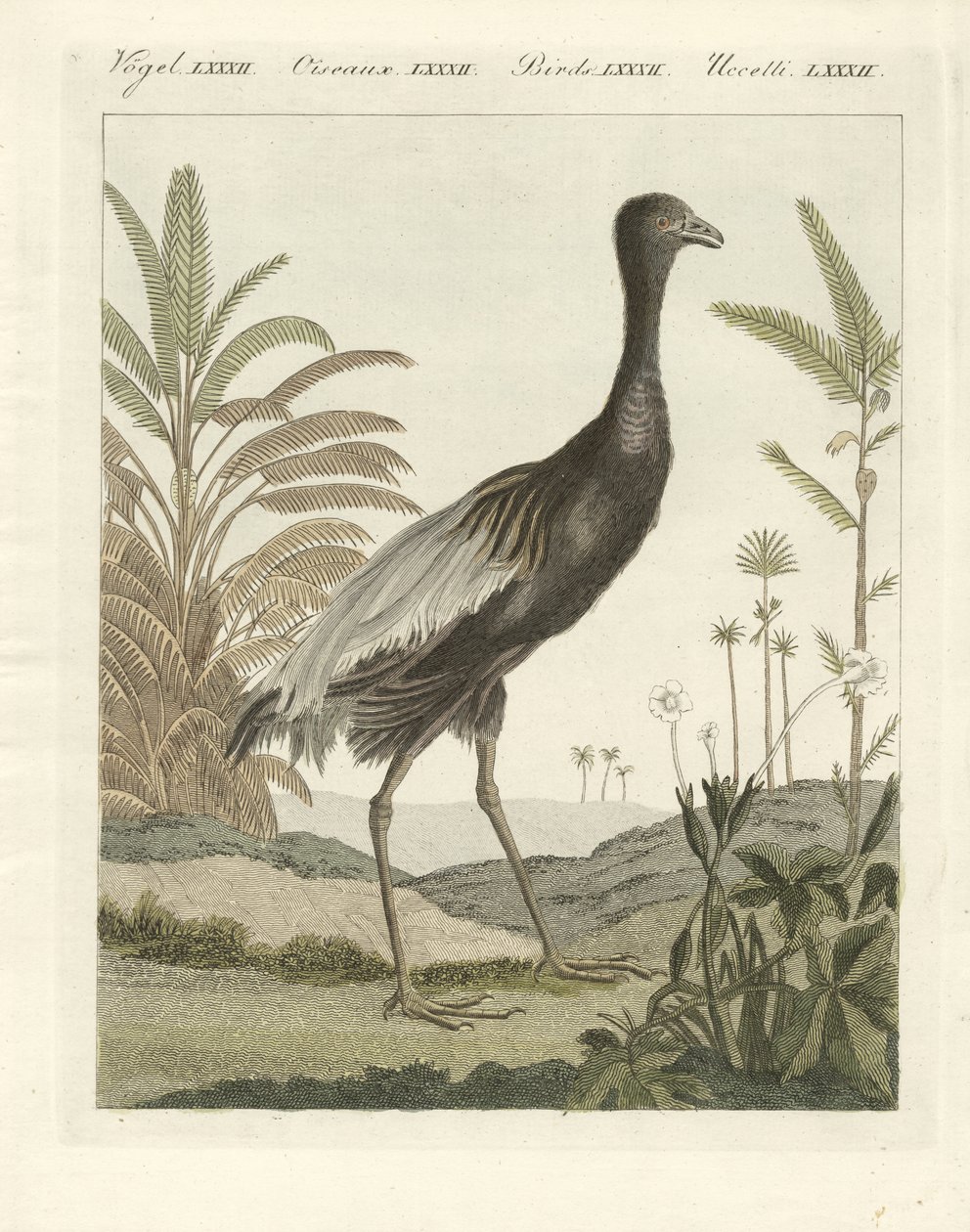 Goldenbreast trompet kuşu (renkli gravür) by German School