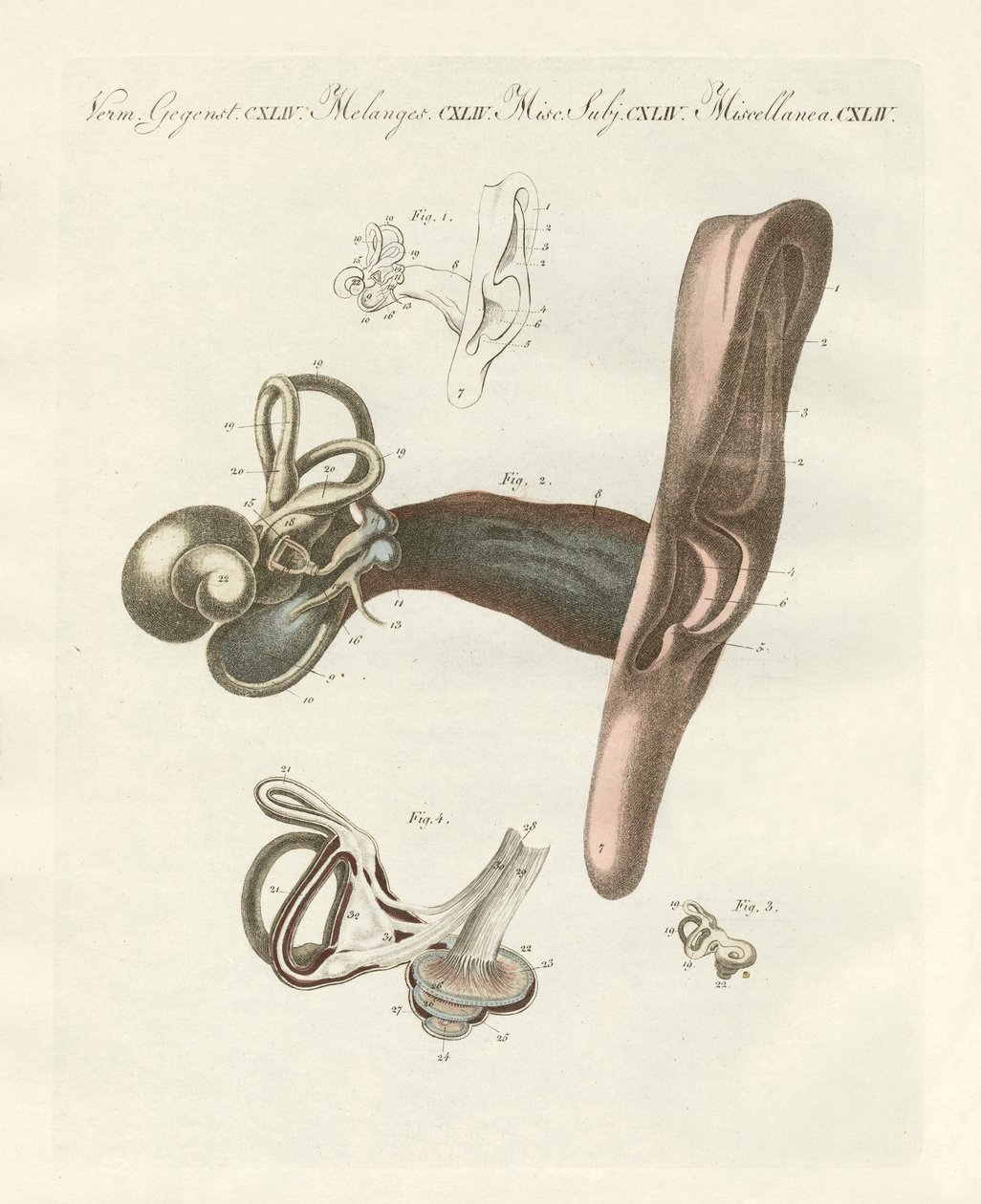 İnsan kulağı ile gösterilen işitme organı (renkli gravür) by German School