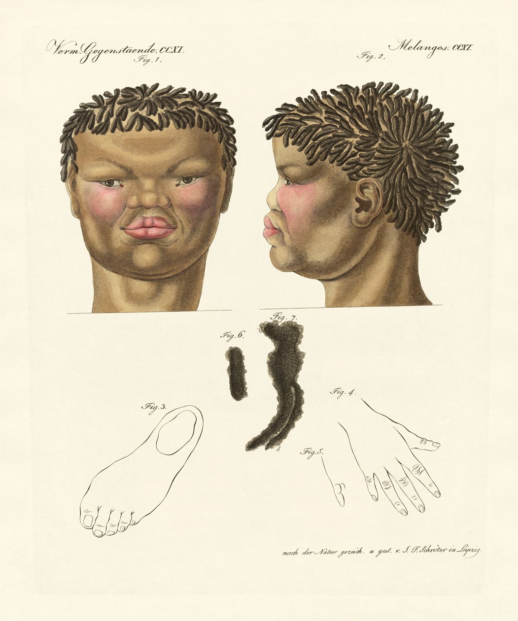 Hottentot veya bushman (renkli gravür) by German School