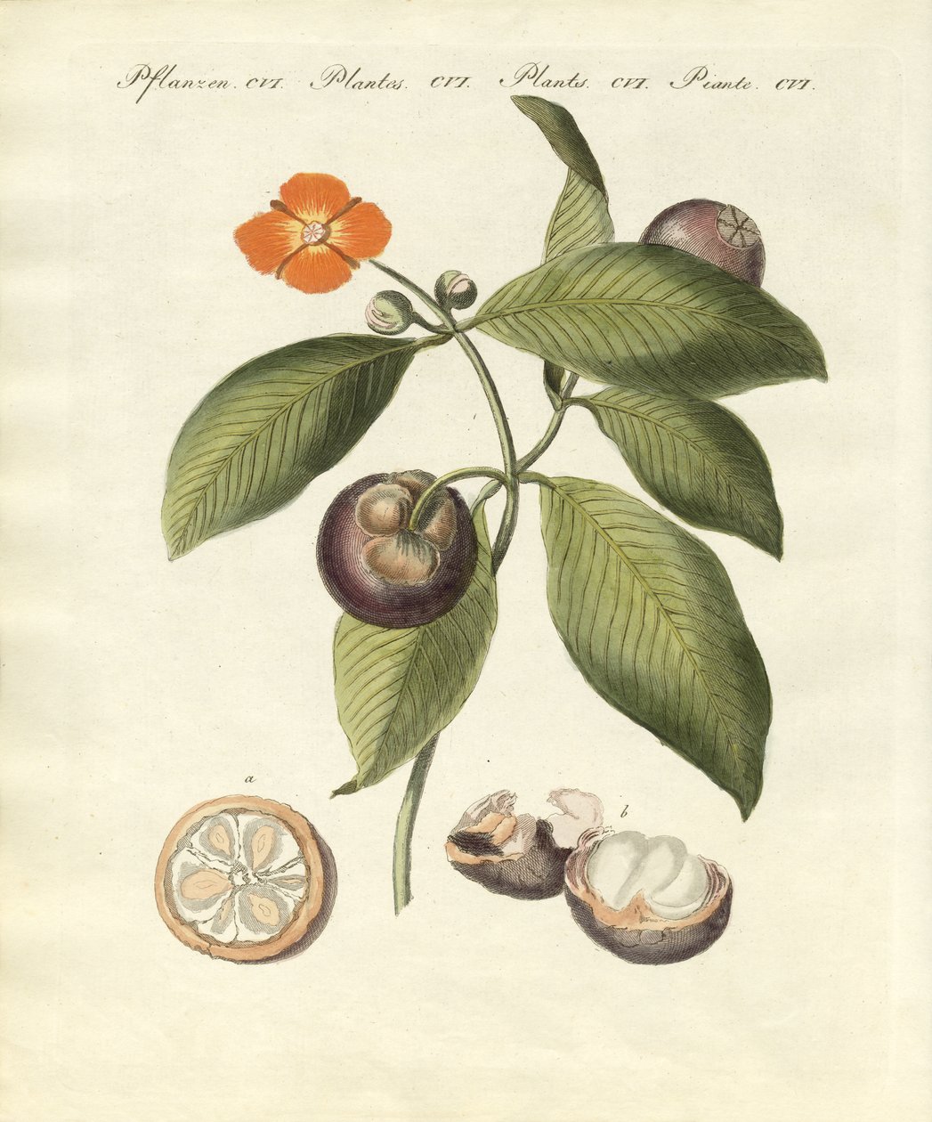 Mangosten ağacı (renkli gravür) by German School