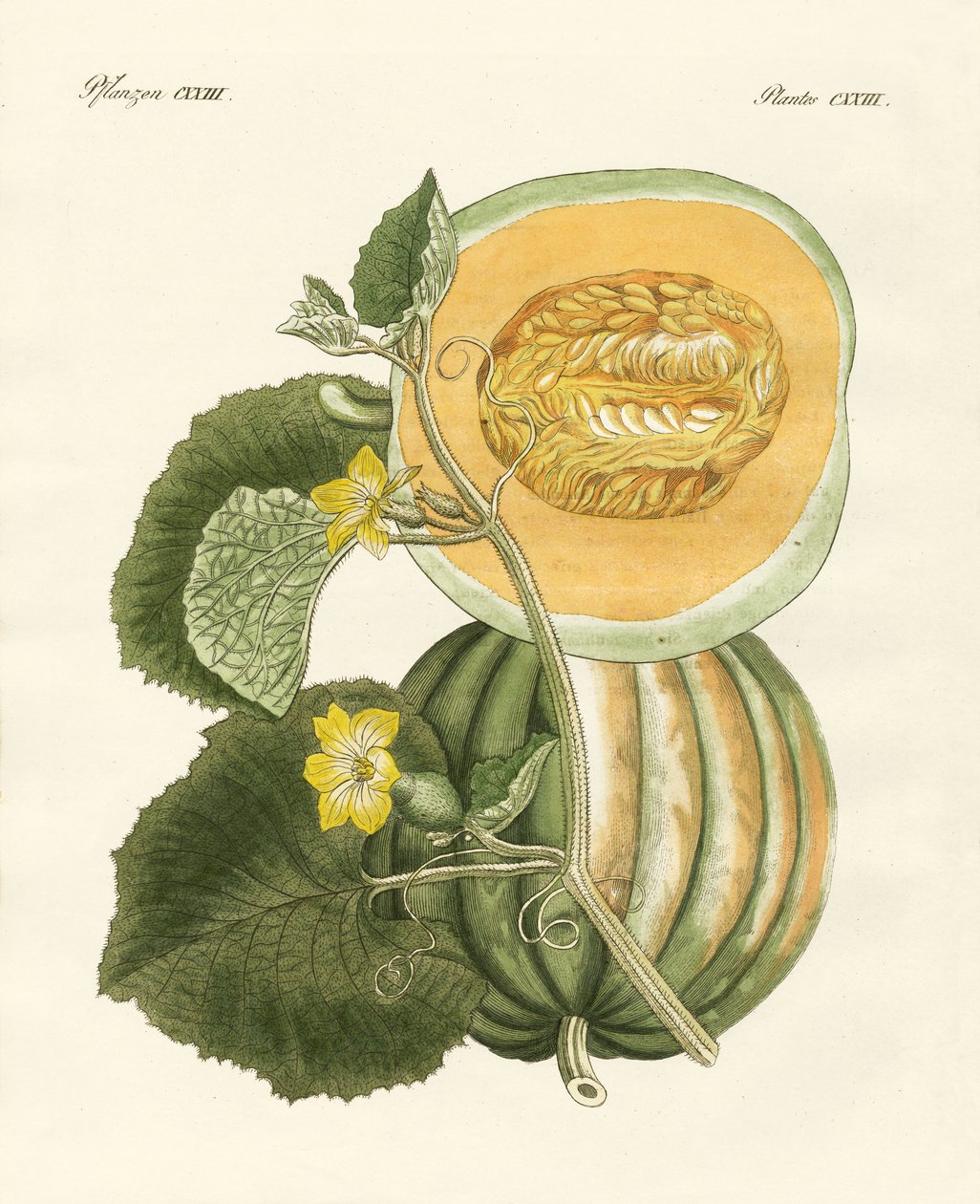 kavun (renkli gravür) by German School