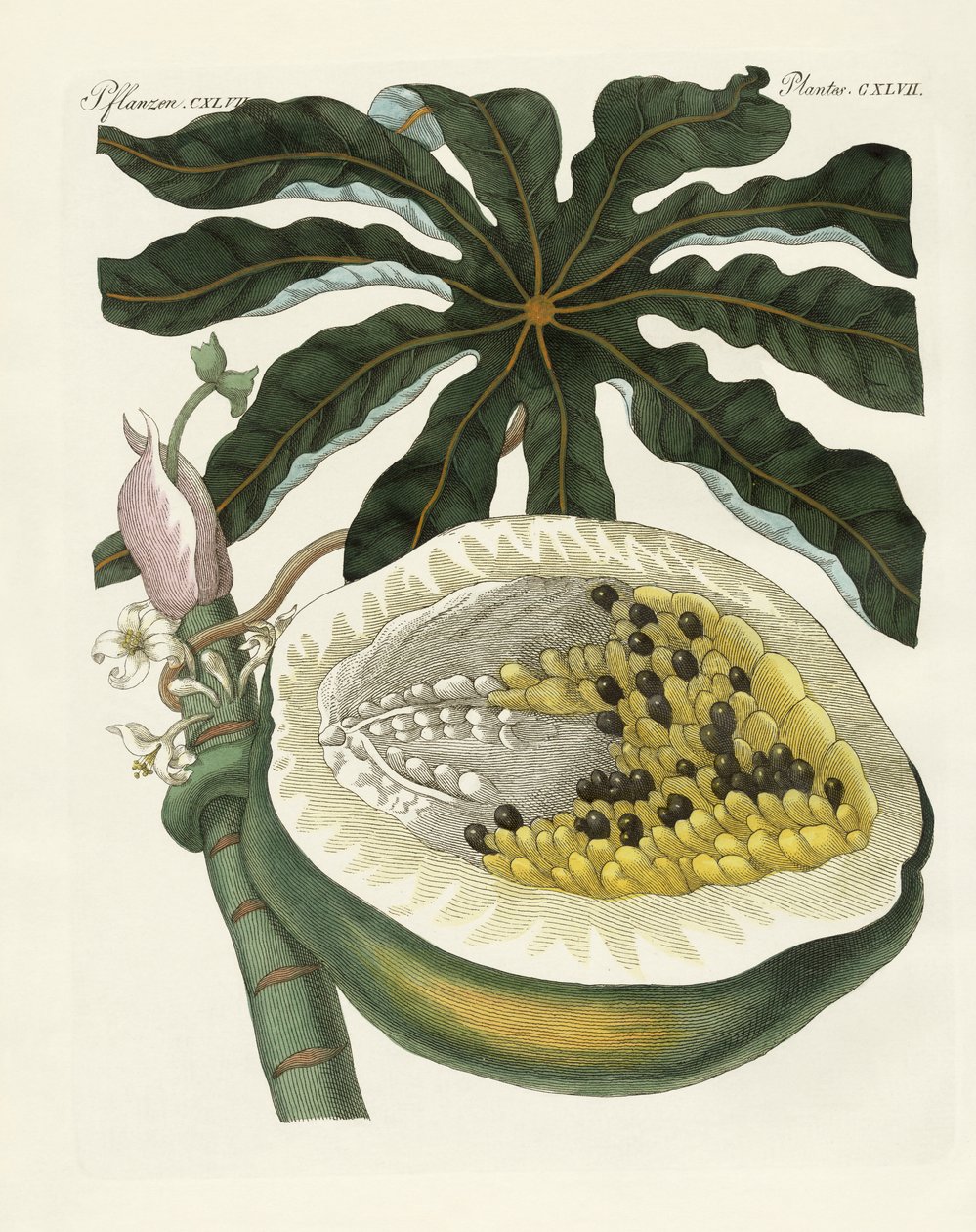 Kavun veya papaya ağacı (renkli gravür) by German School