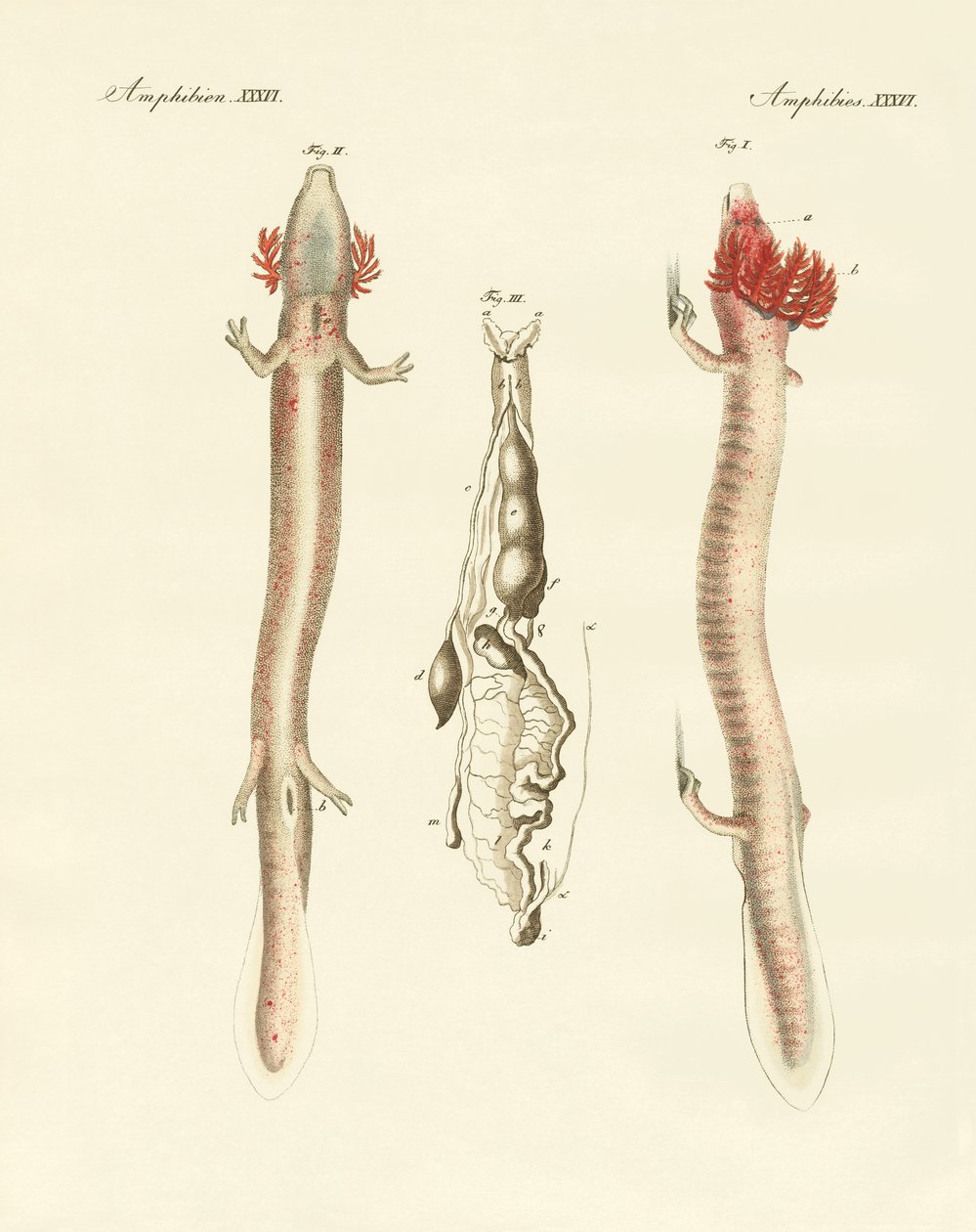 Kıvrımlı Proteus (renkli gravür) by German School