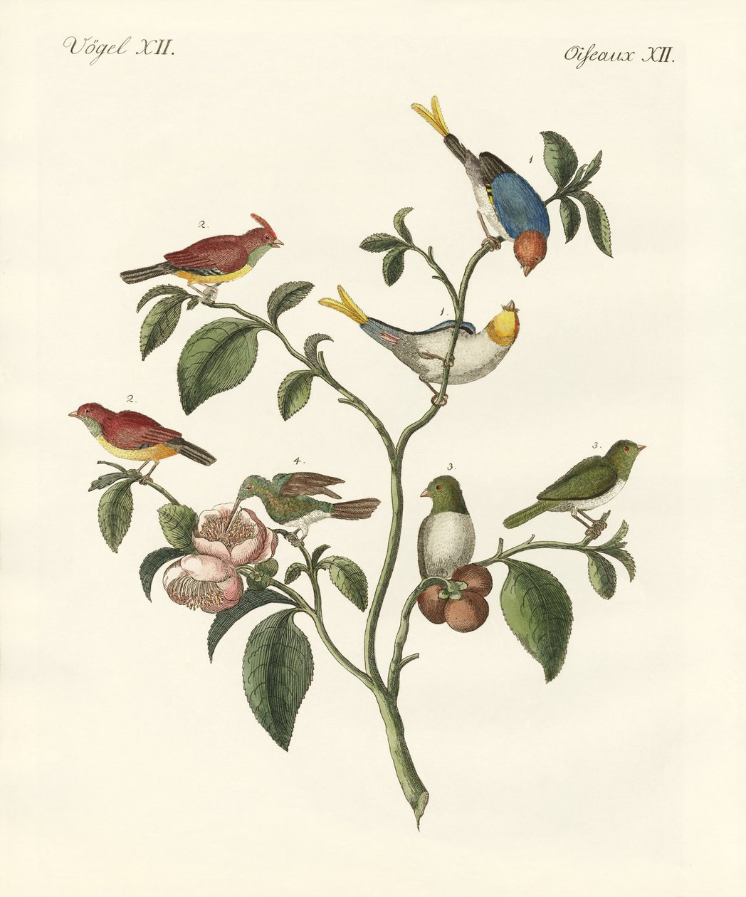 en küçük kuşlar by German School