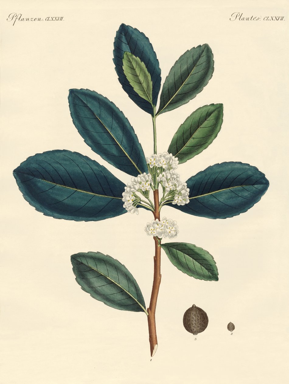 Paraguay çayı by German School