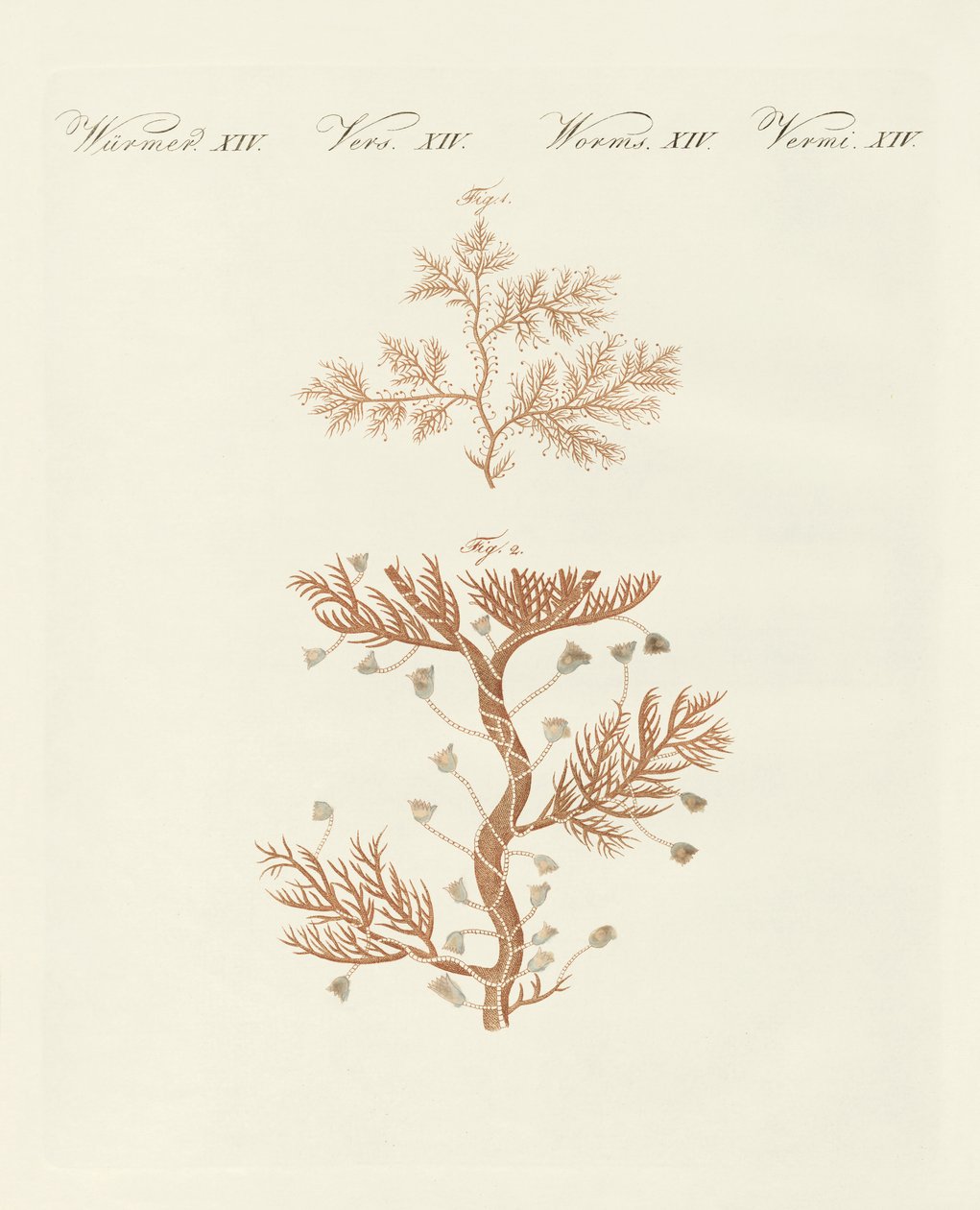 Sargı sertularia veya baz coralline by German School