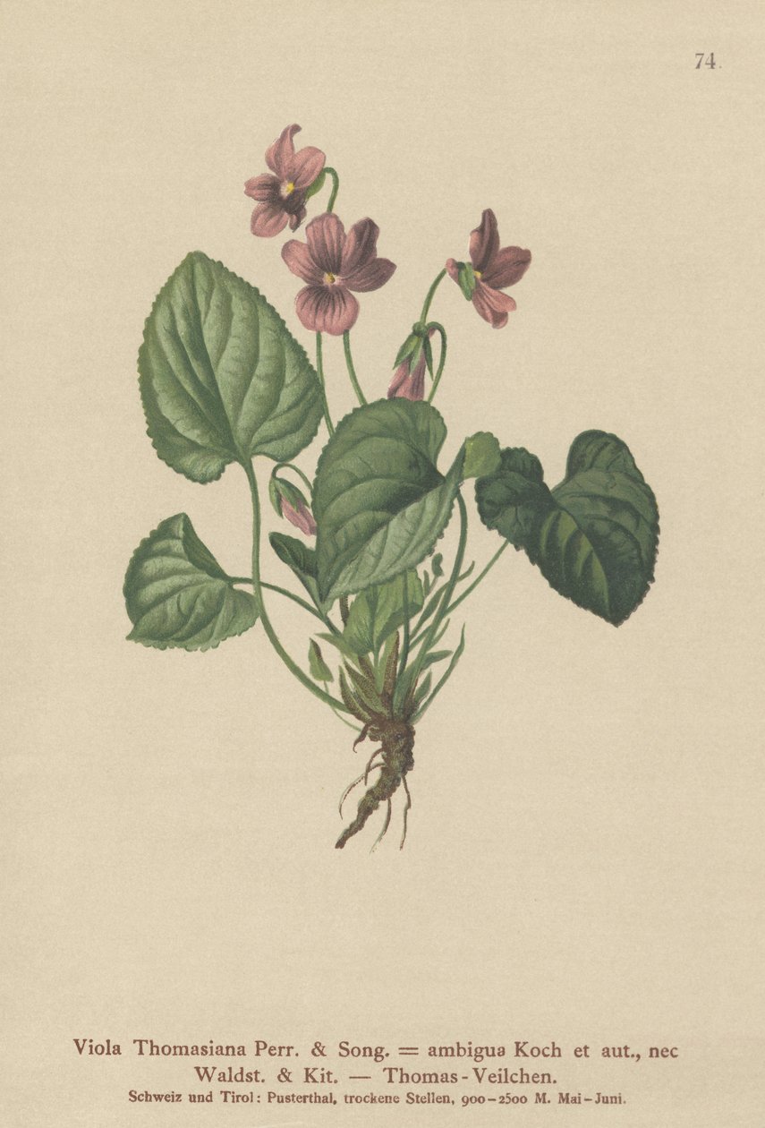 Thomas Pansy (Viola Thomasiana, Viola ambigua) by German School