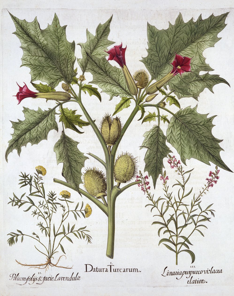 Dikenli Elma, Germander ve Mor Toadflax, Hortus Eystettensis
