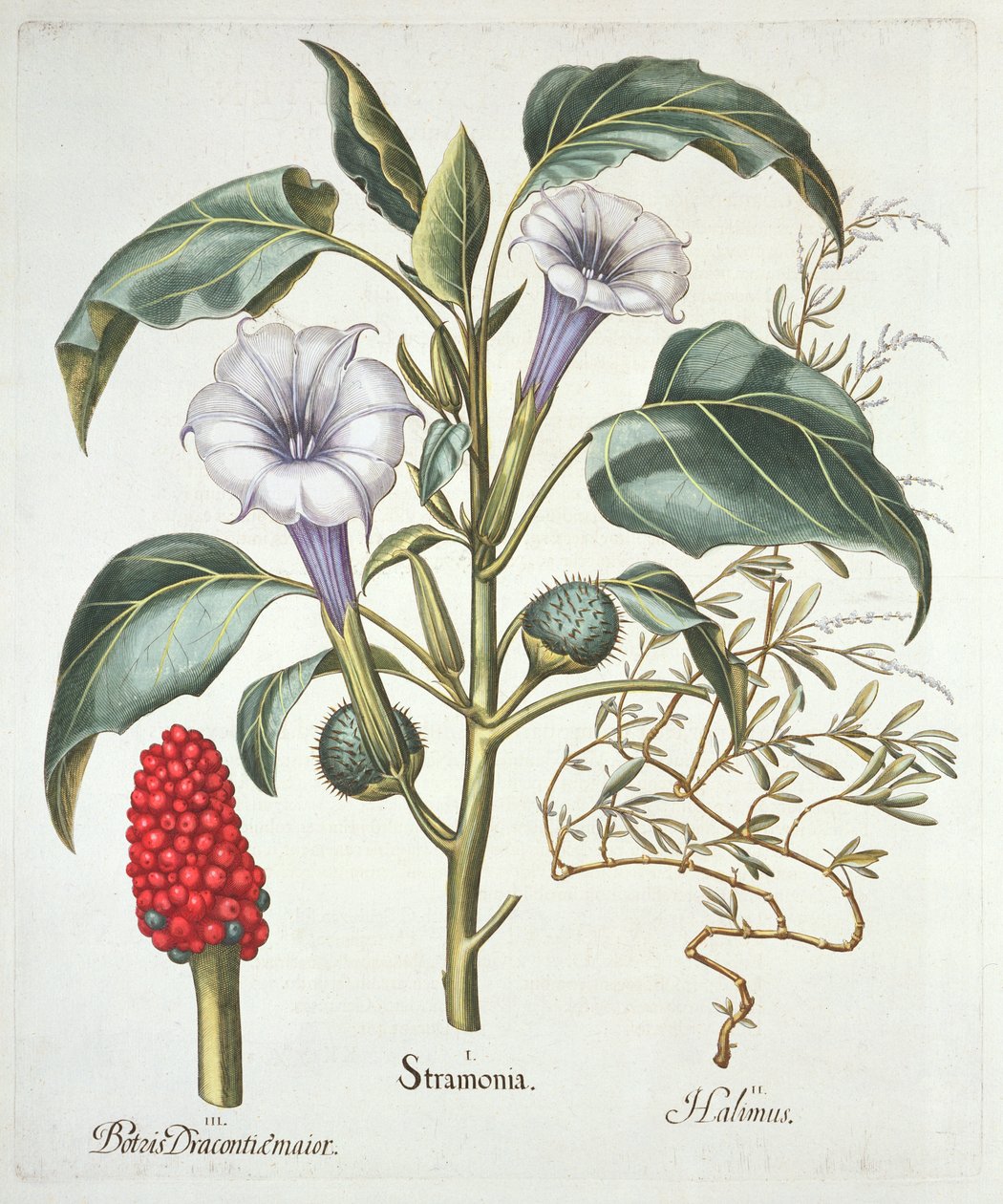 Dikenli Elma, Hortus Eystettensis