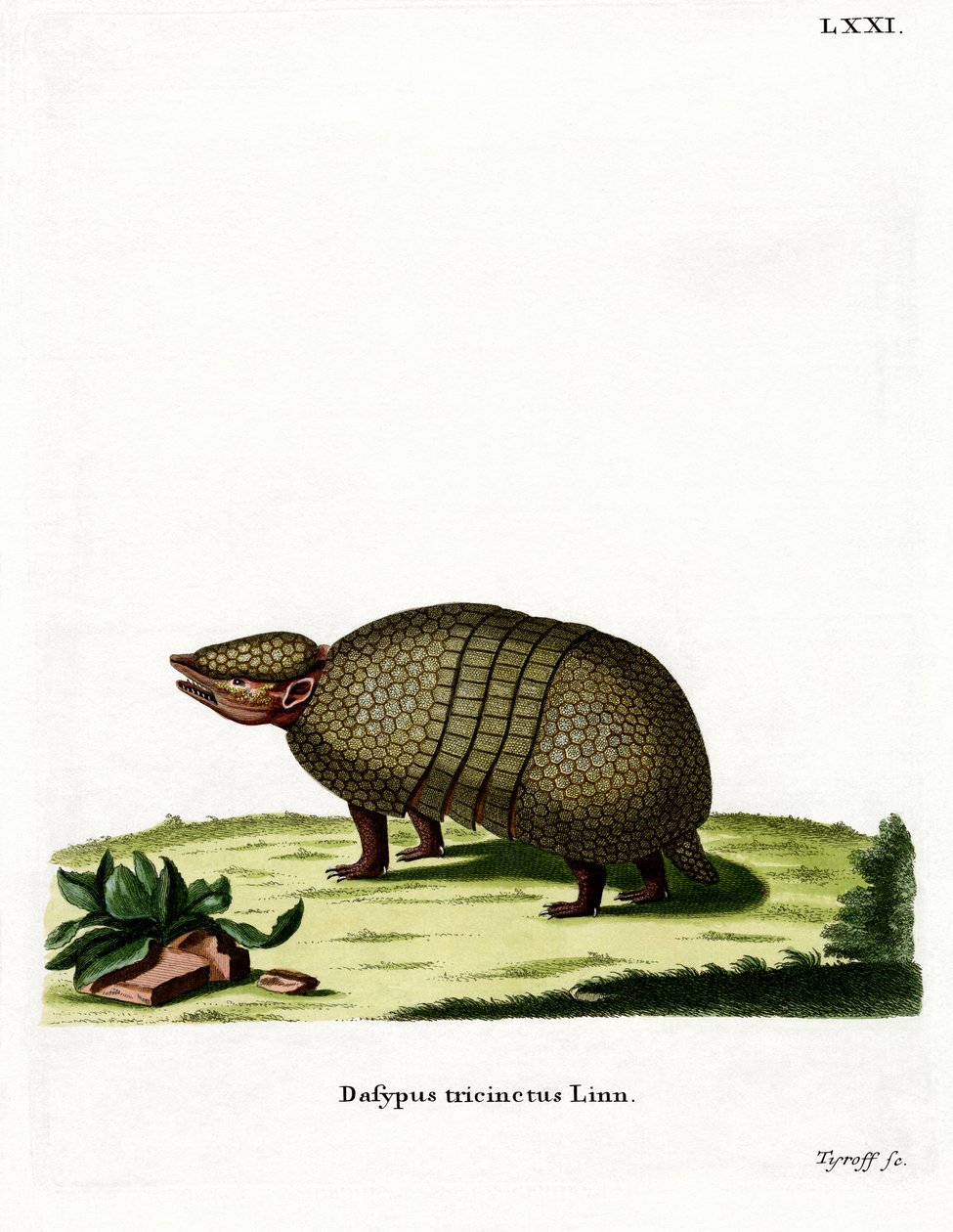 Üç bantlı Armadillo (renkli gravür) by German School