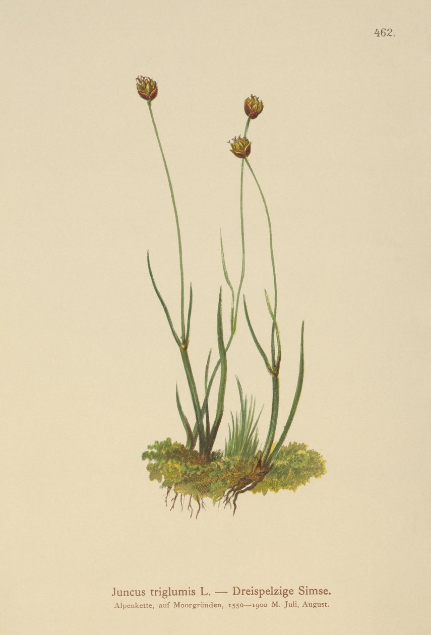 Üç gövdeli Rush (Juncus triglumis) by German School
