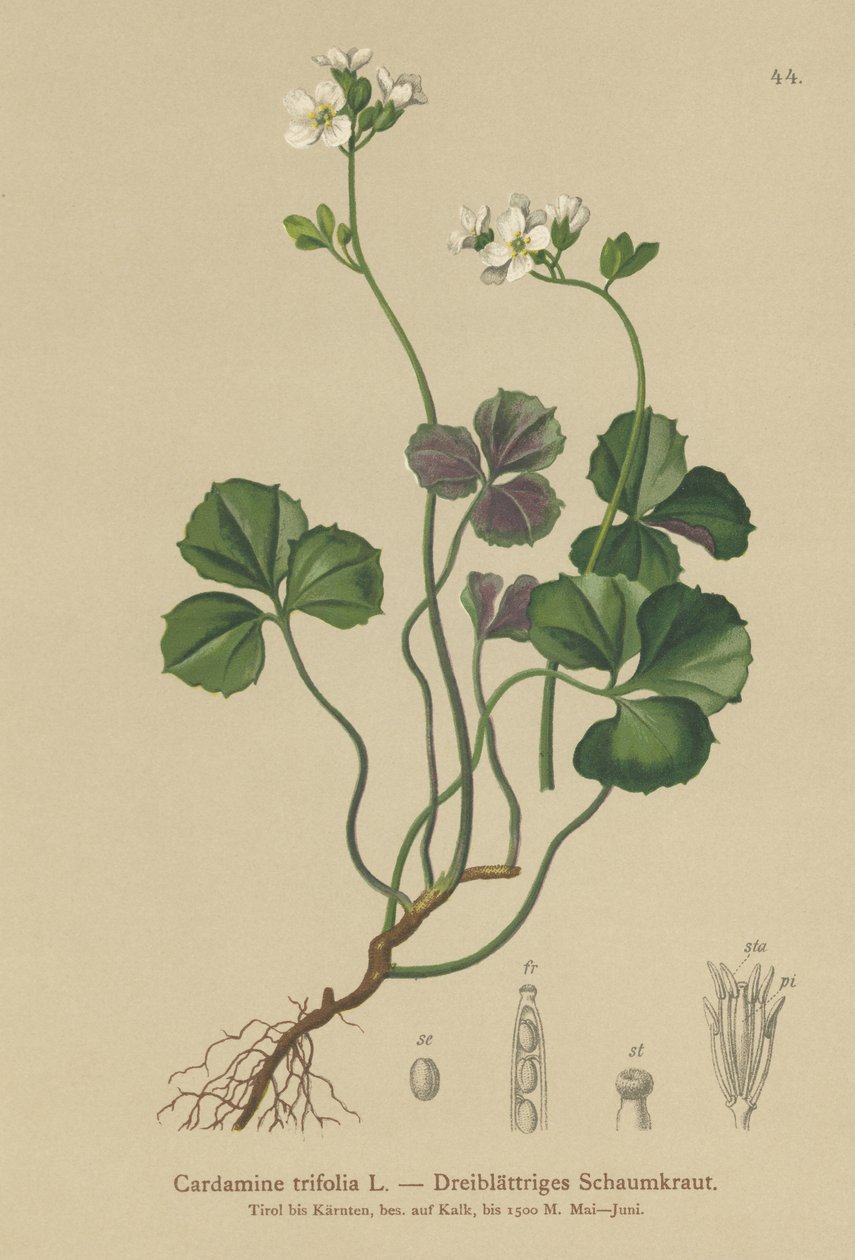 Üç yapraklı acı tere (Kakule trifolia) by German School